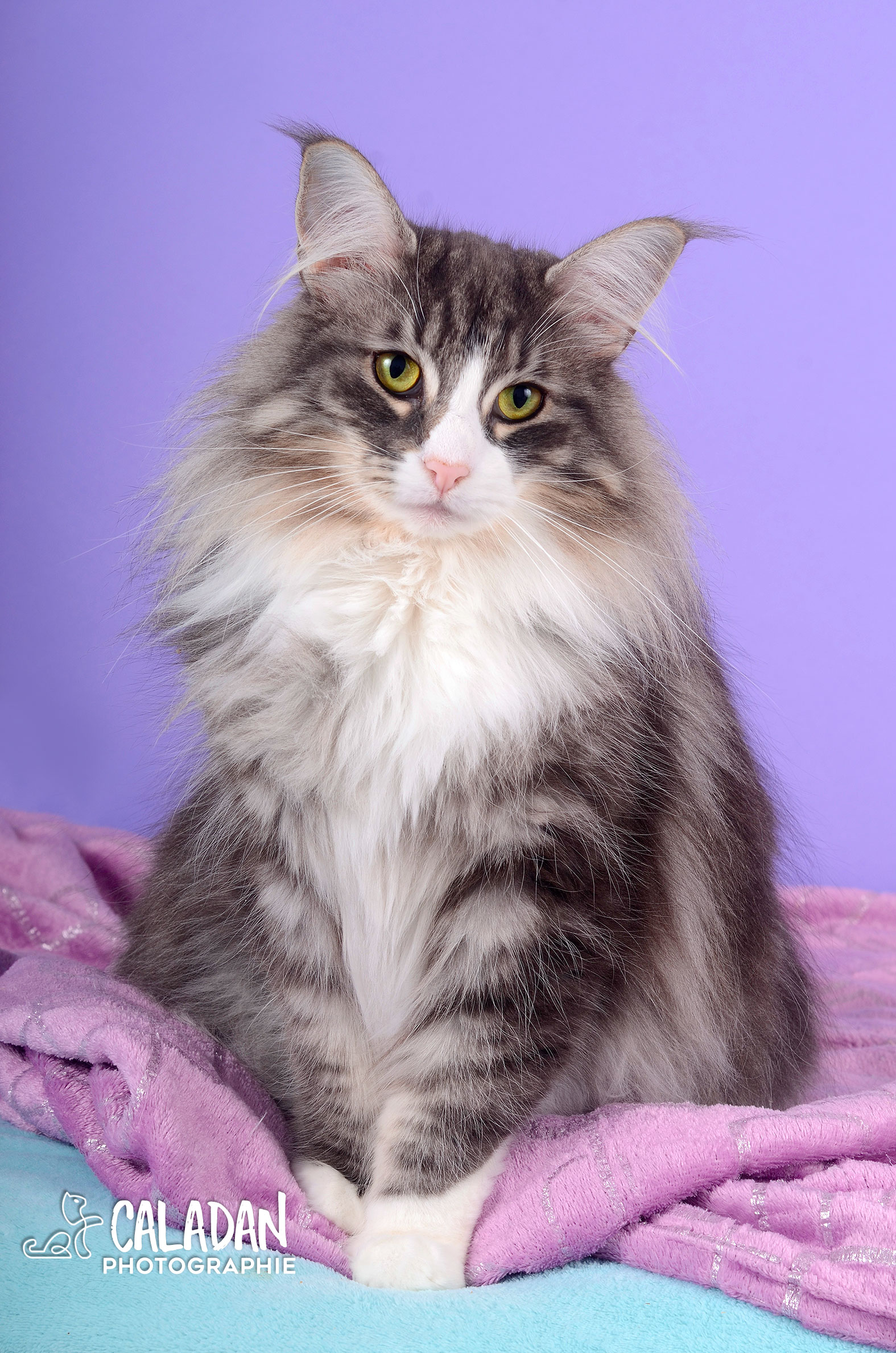 Ils ont participé La plus merveilleuse des petites tempêtes du désert CalaDaN