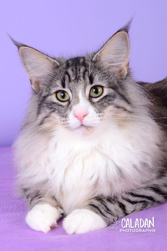 Dei, chat des forets norvégiennes black silver et blanc