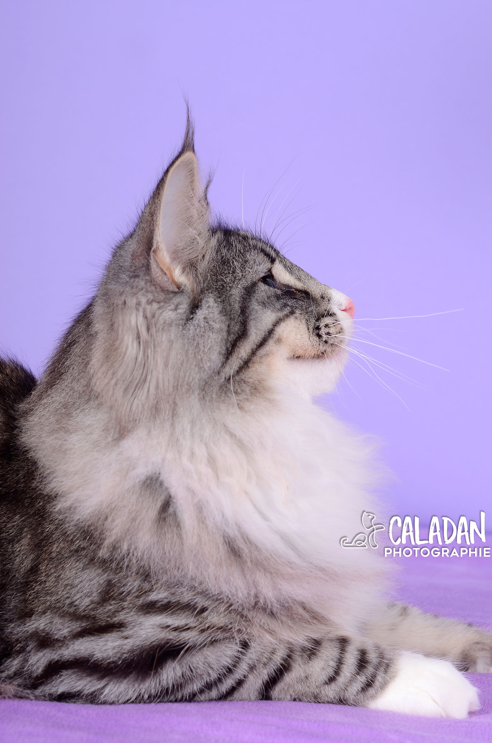 chatte reproductrice à la chatterie caladan norvégien