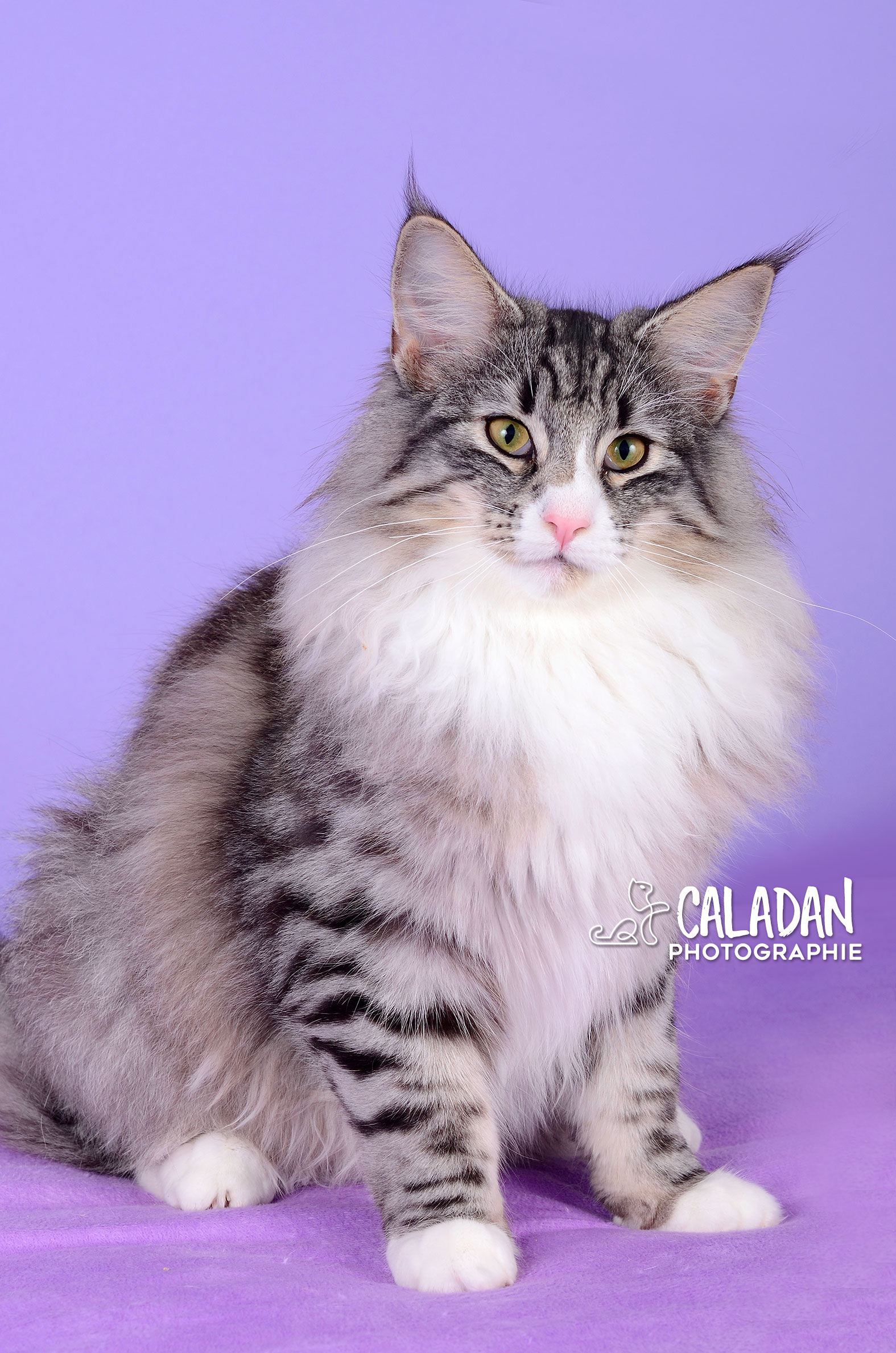 grande femelle norvégien à la chatterie caladan