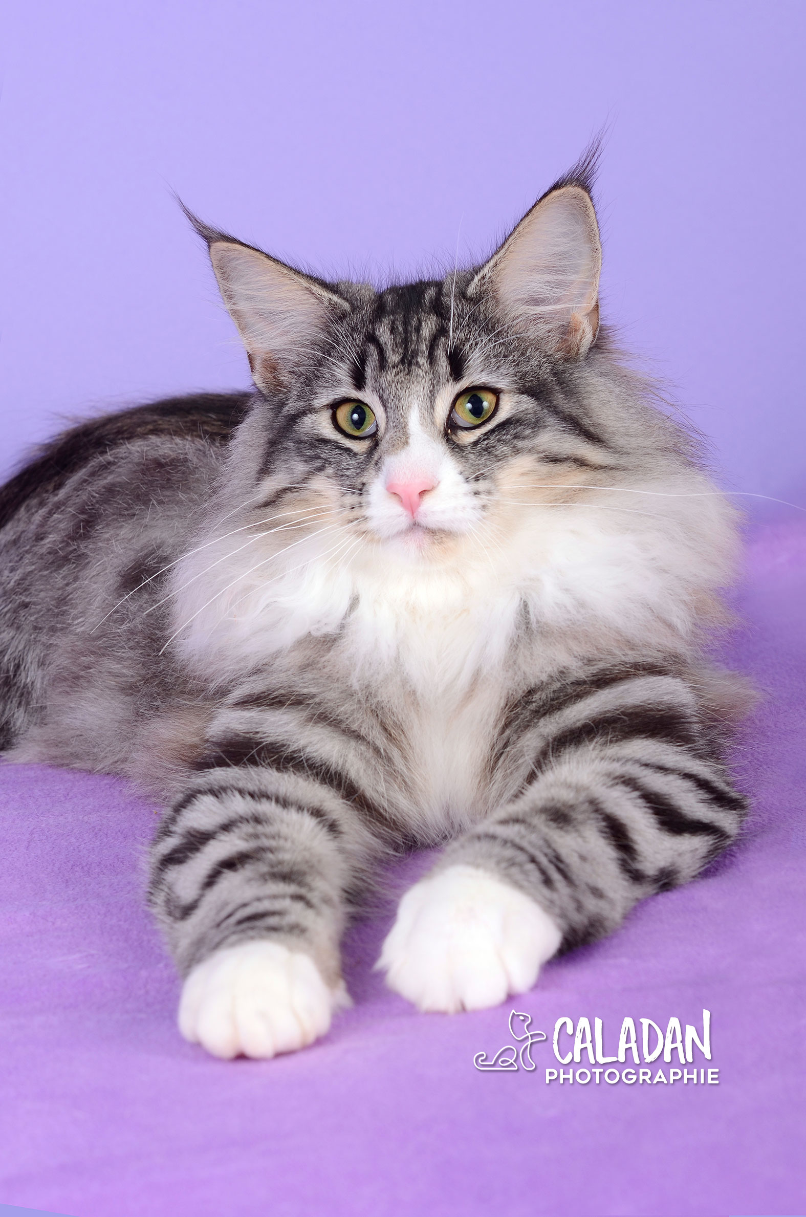 chatte reproductrice à la chatterie caladan norvégien