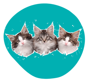 3 chatons rond pas ron