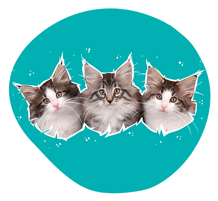 3 chatons rond pas ron