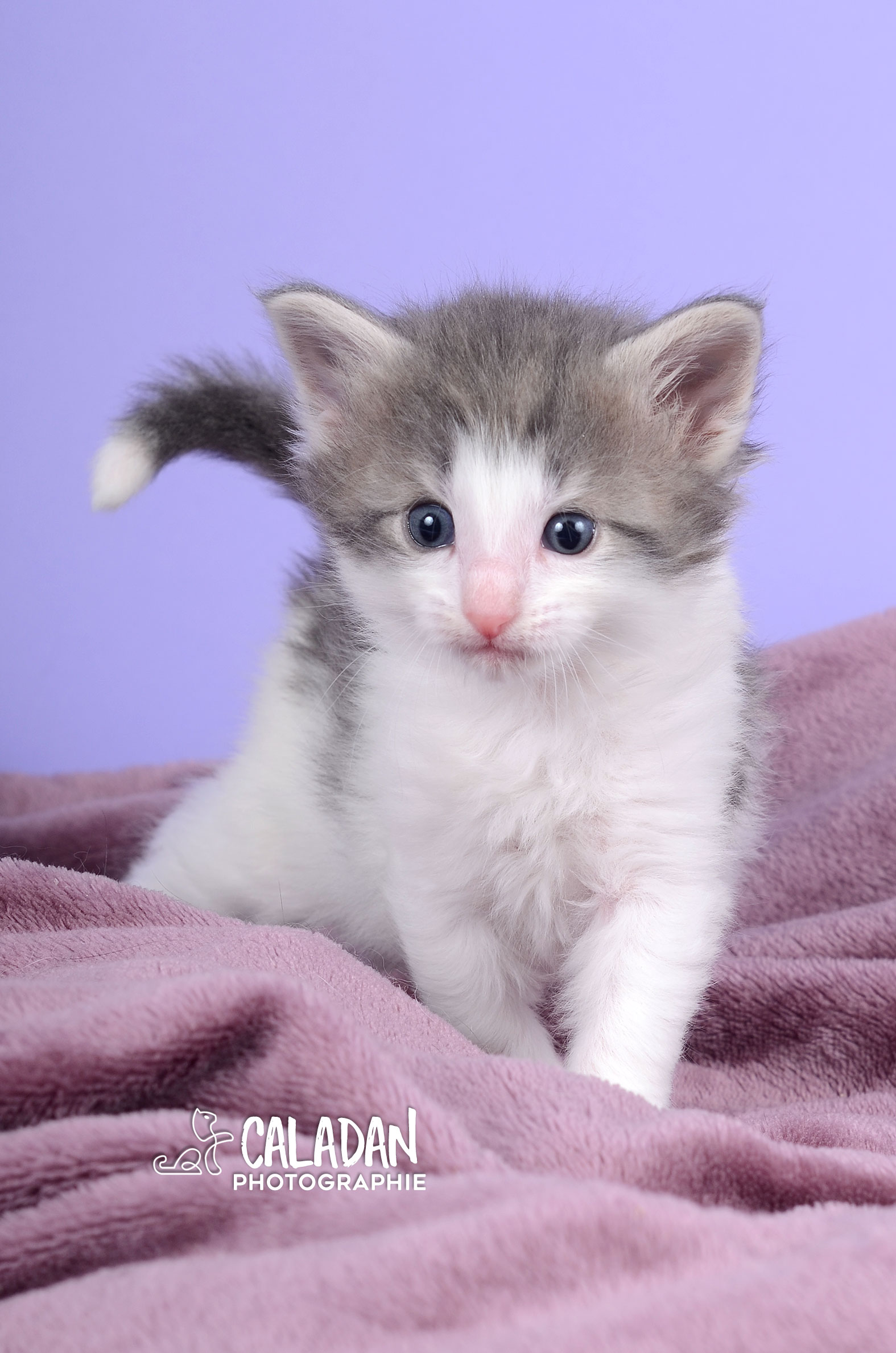 bébé norvégien de la chatterie CalaDaN