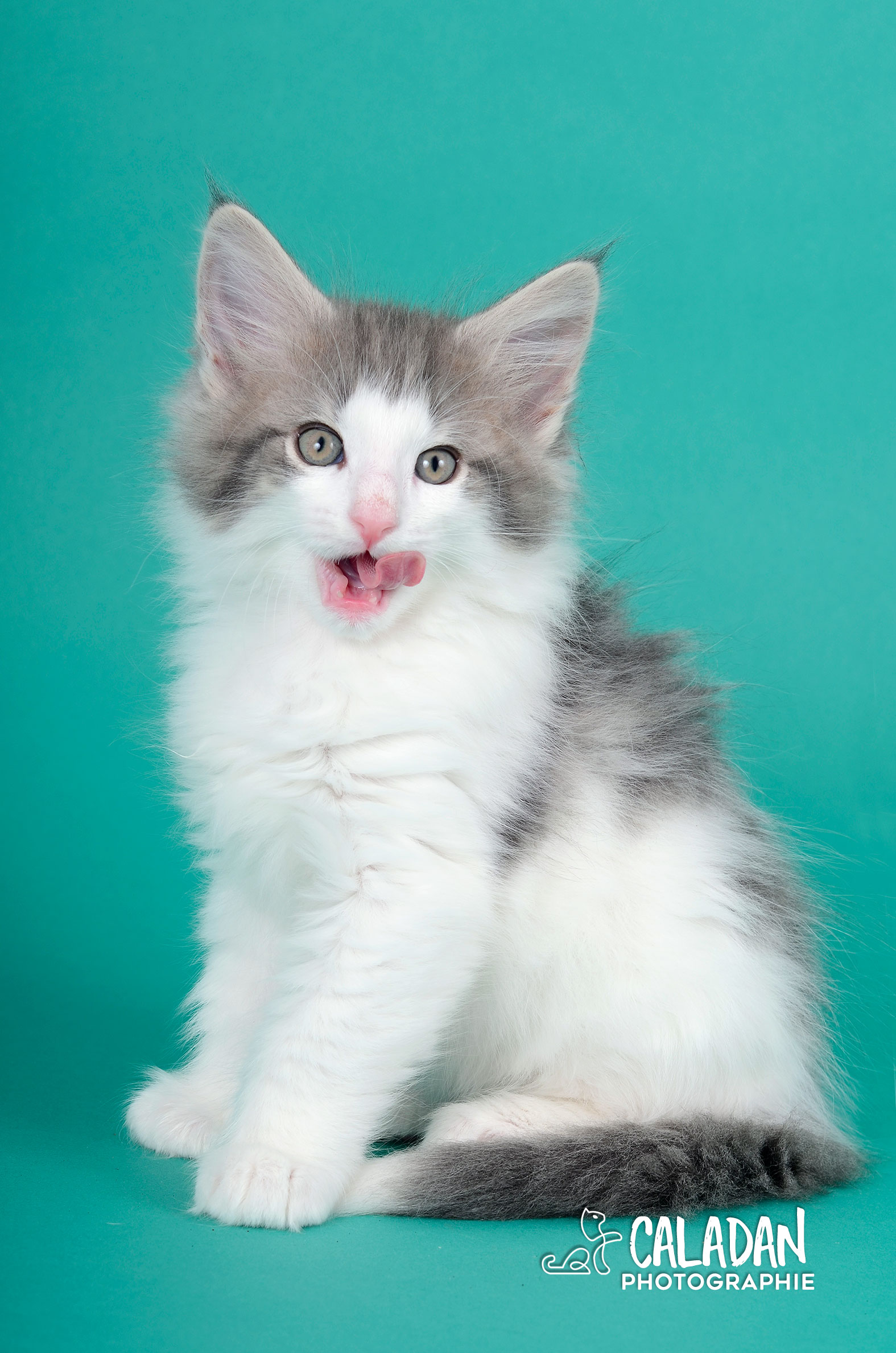 Sowilo Hekla CaladaN, mâle bleu tabby et blanc de l'élevage CalaDaN