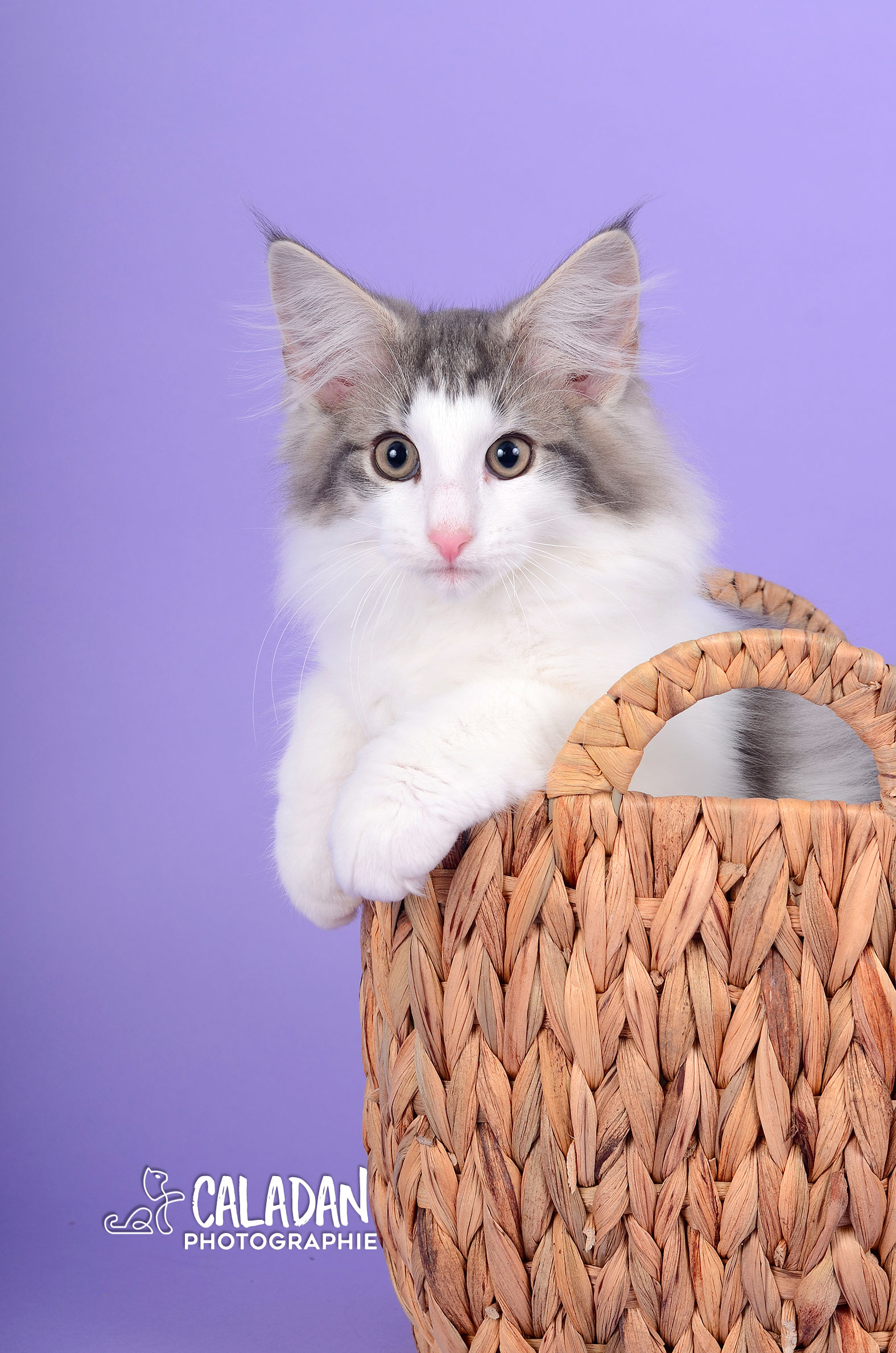 bébé norvégien de la chatterie CalaDaN