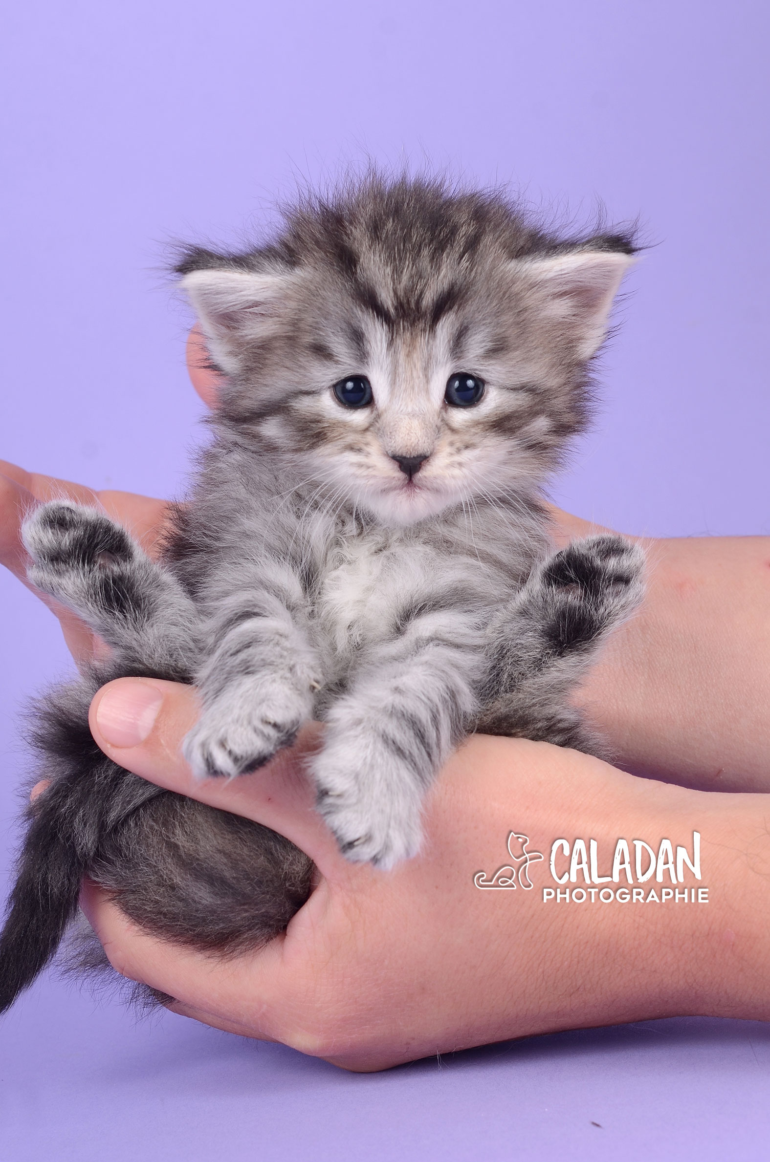 bébé chaton chat norvégien caladan