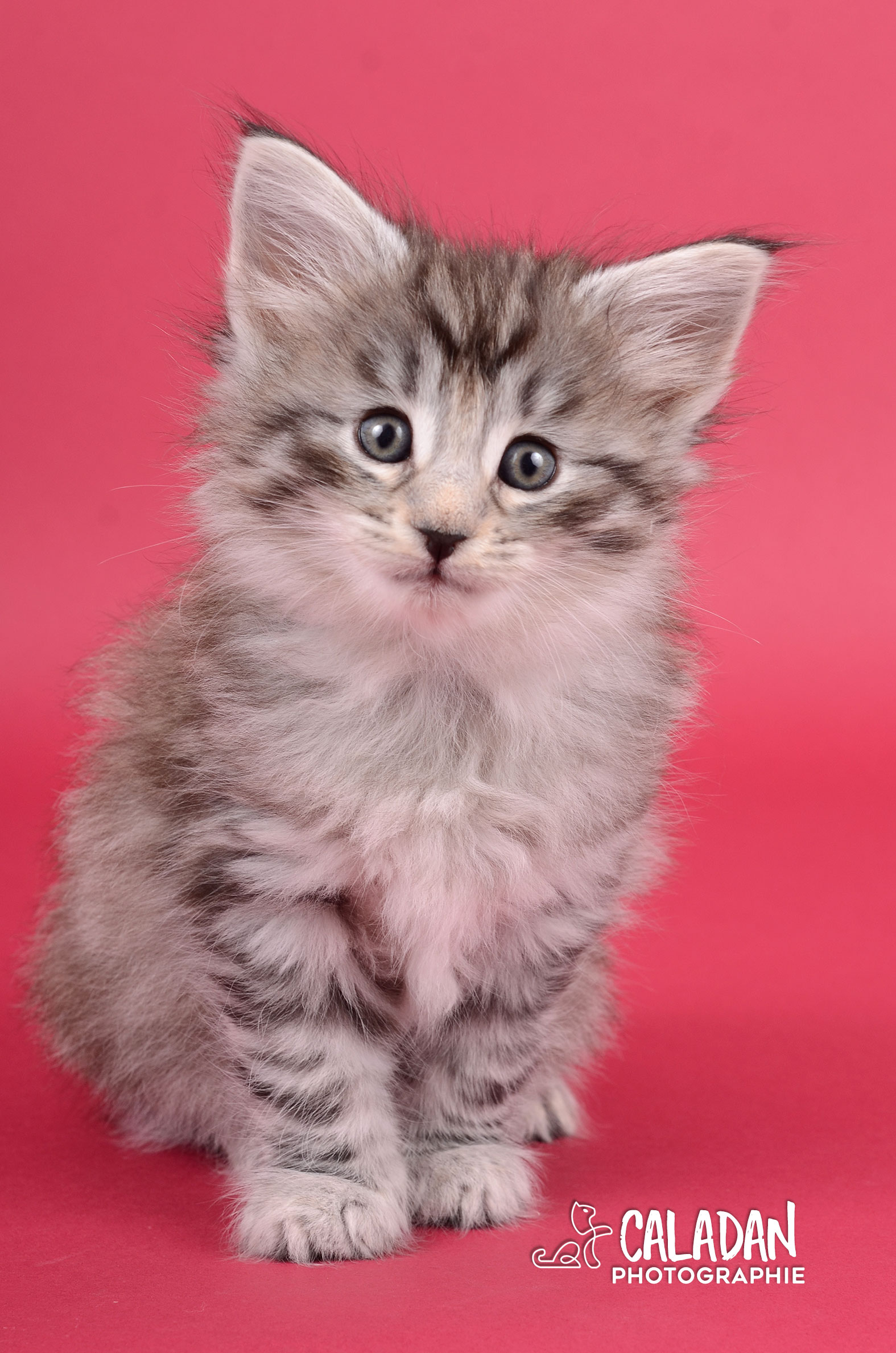 Megmosa femelle norvégien black silver caladan