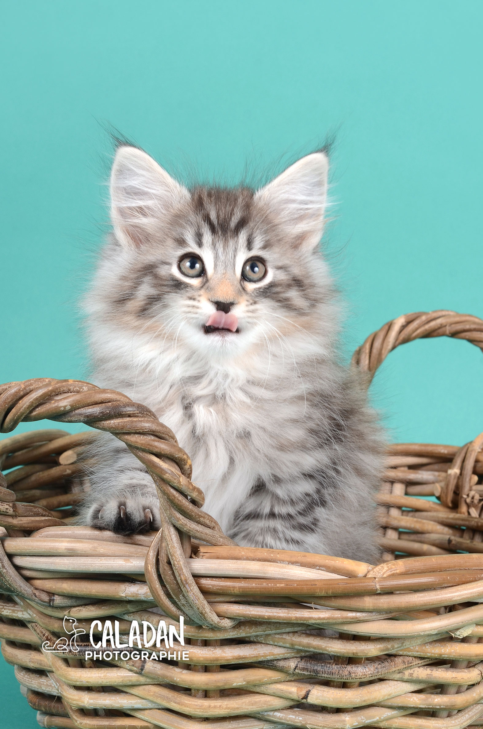 Megmosa femelle norvégien black silver caladan