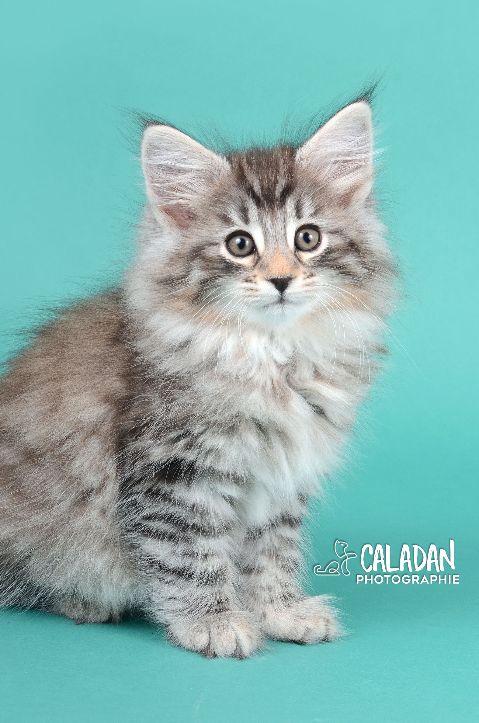 chat norvégien caladan