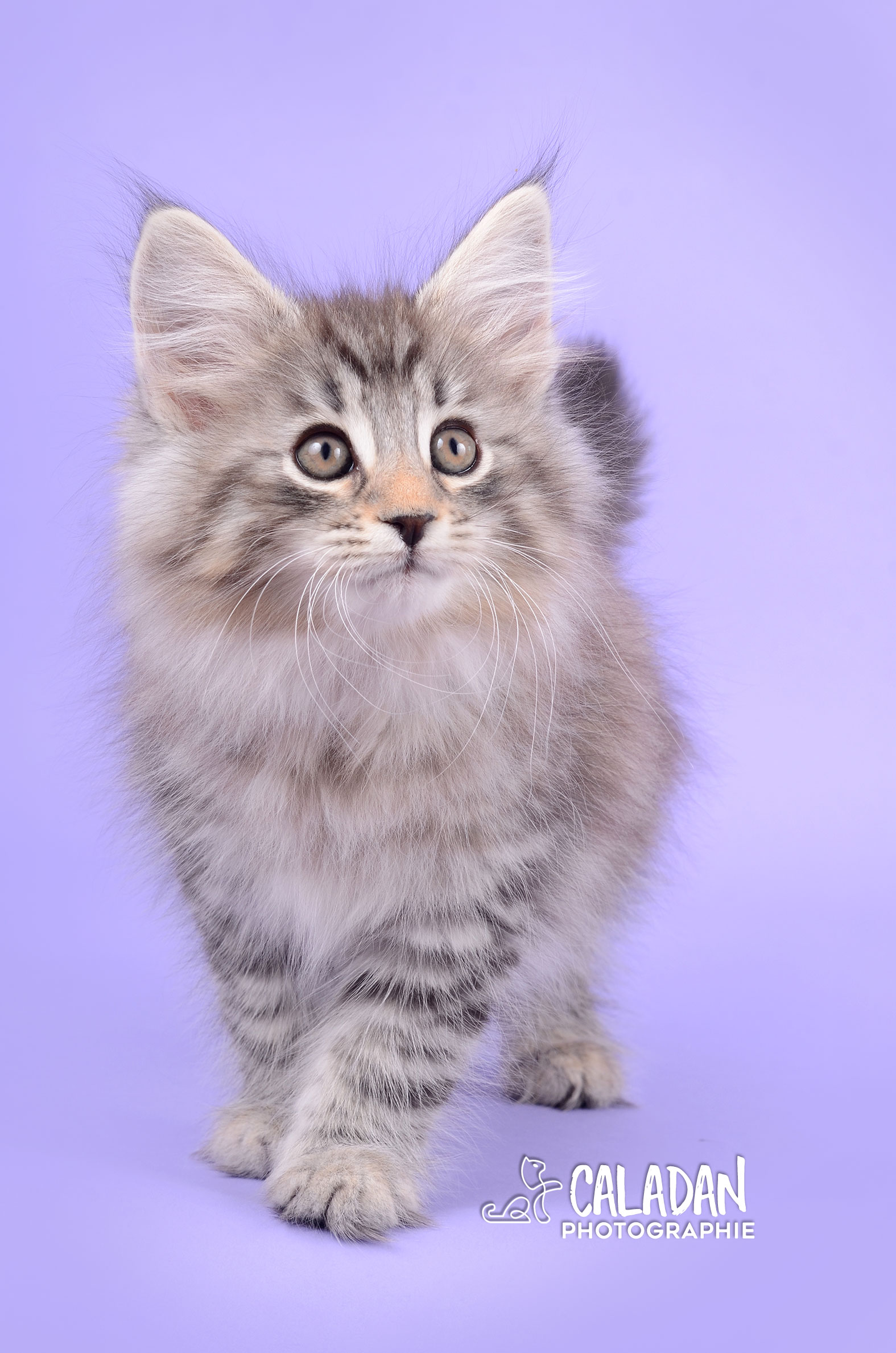 jeune chat norvégien chatterie caladan