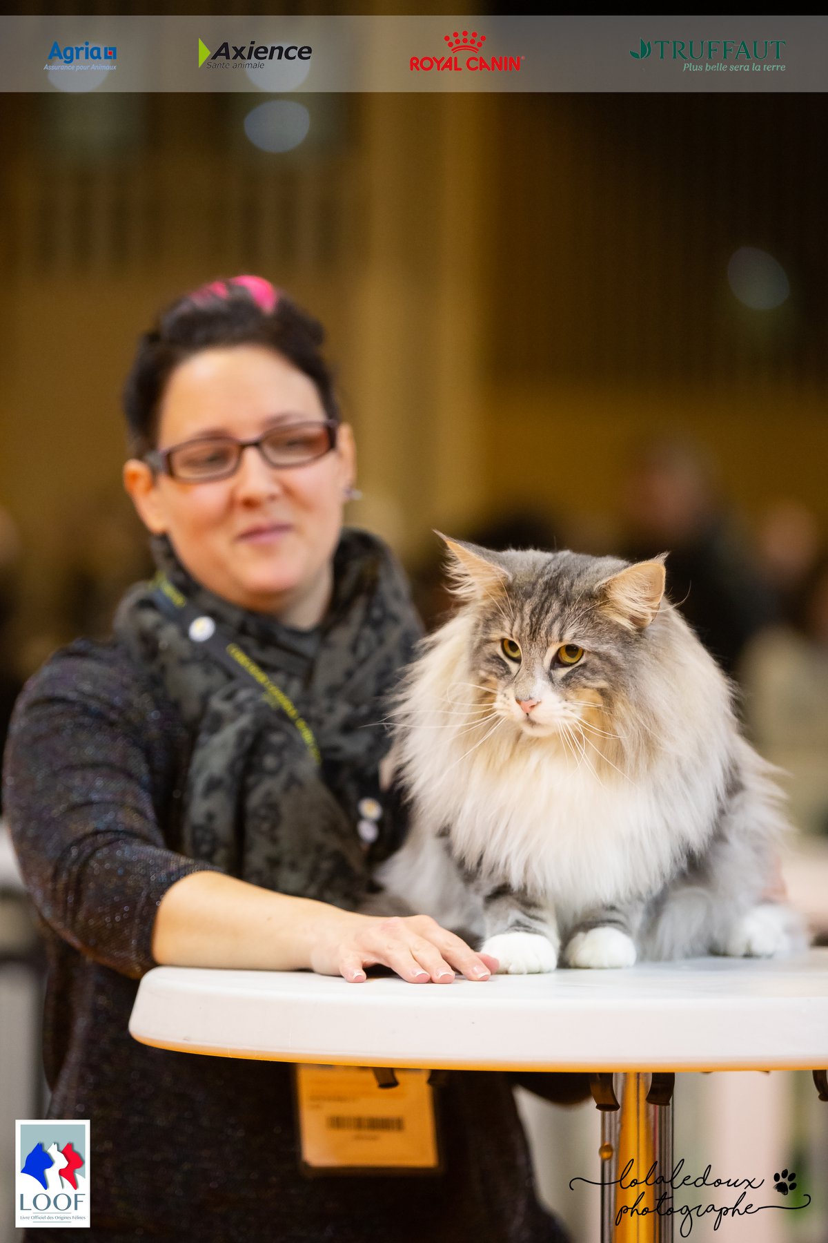Mâle norvégien, au GCA, Tingoskatten's Hippi, à la chatterie CalaDaN