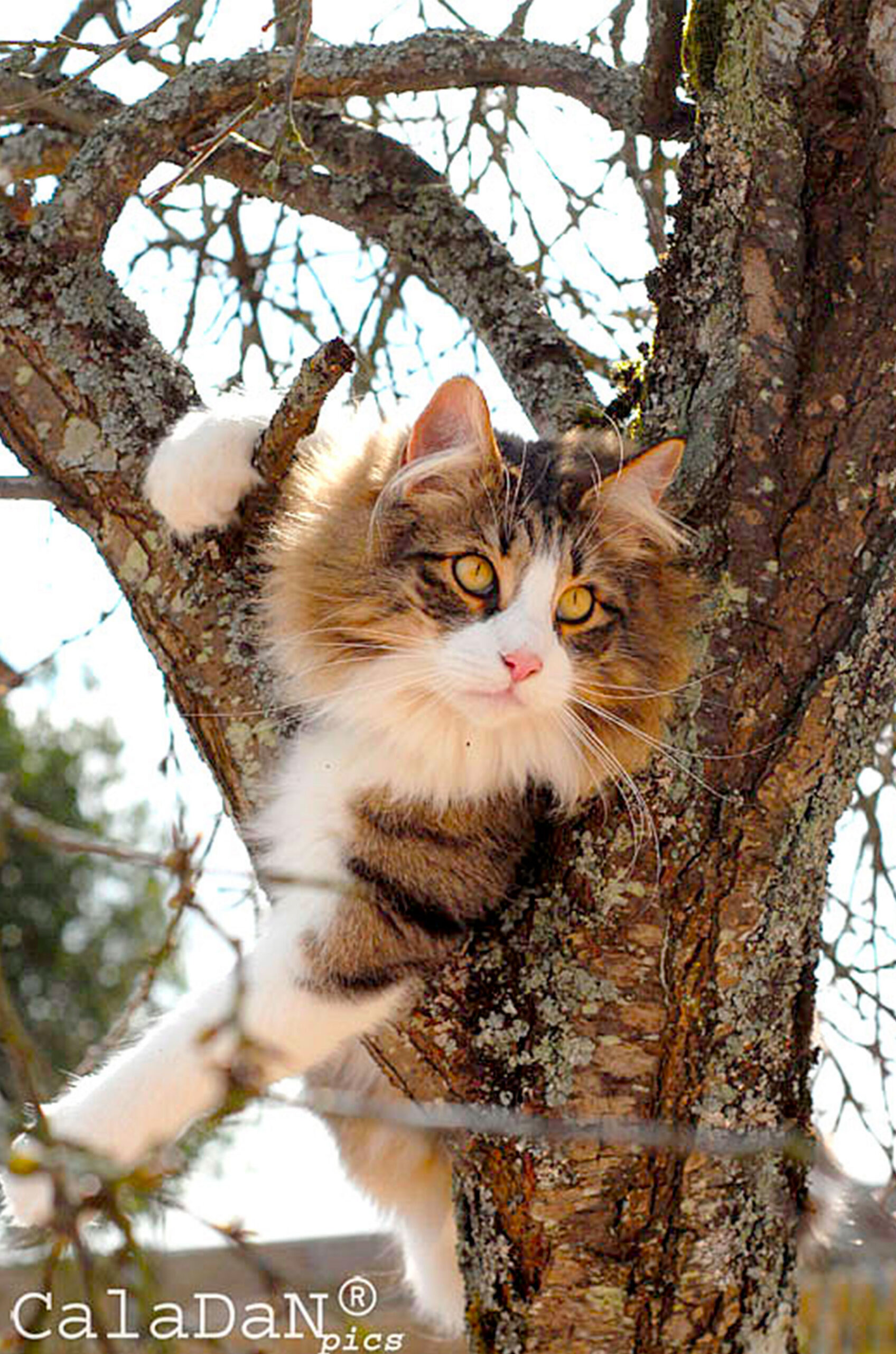 Ils ont participé Baltus CalaDaN chat norvegien caladan