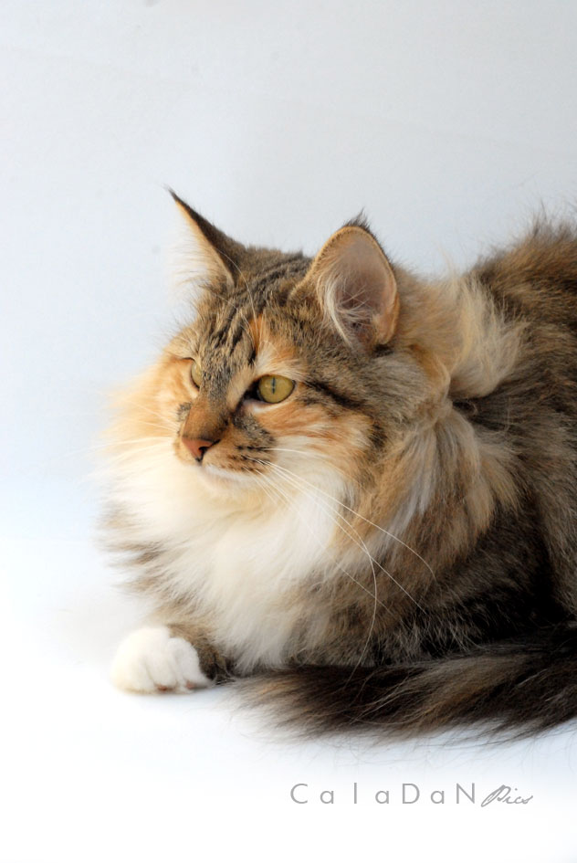 Ils ont participé Chat norvégien qui a compté pour les caladan