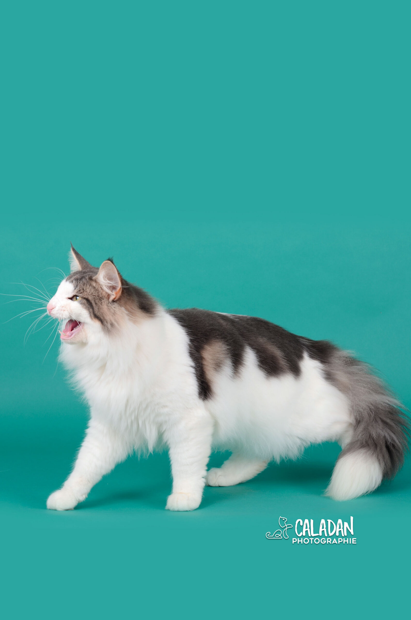 Hekla, alias BoGoss, mâle norvégien de la chatterie CalaDaN