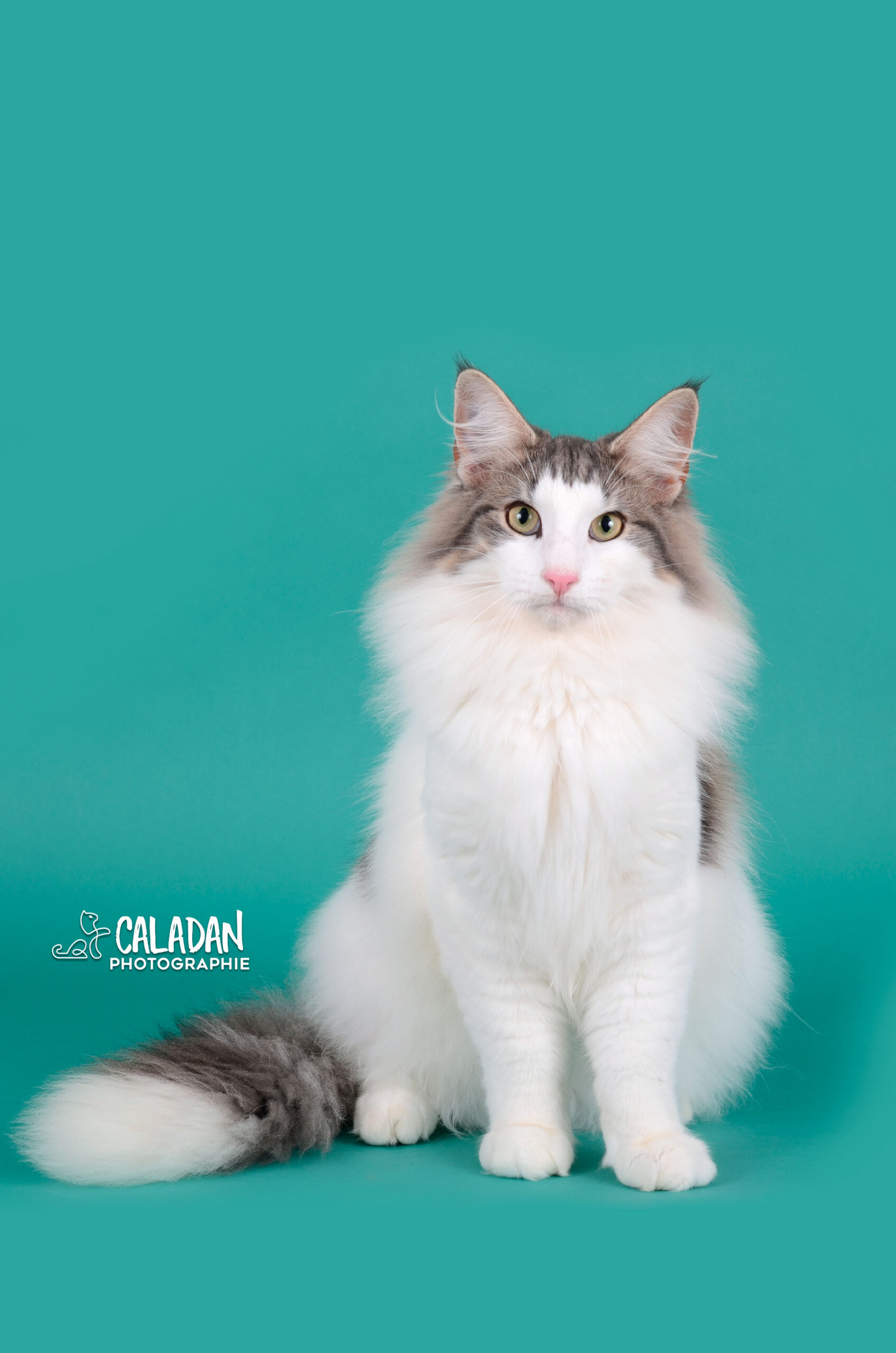 Hekla, chat norvégien bleu blotched et blanc, élevage CalaDaN