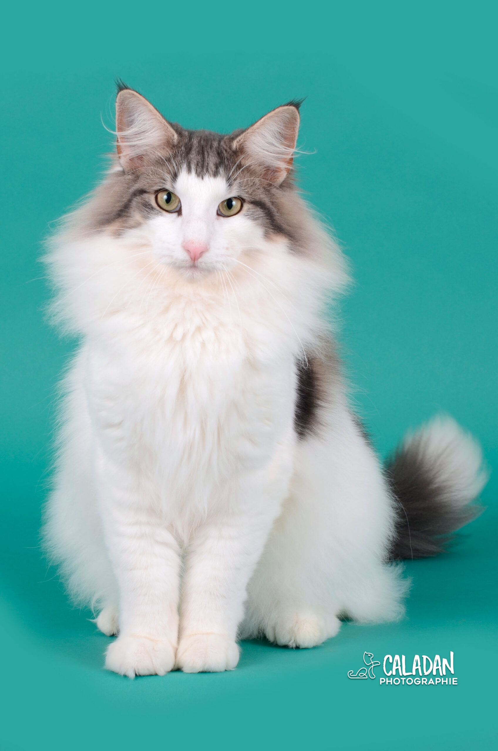 Hekla, male norvégien de la chatterie CalaDaN