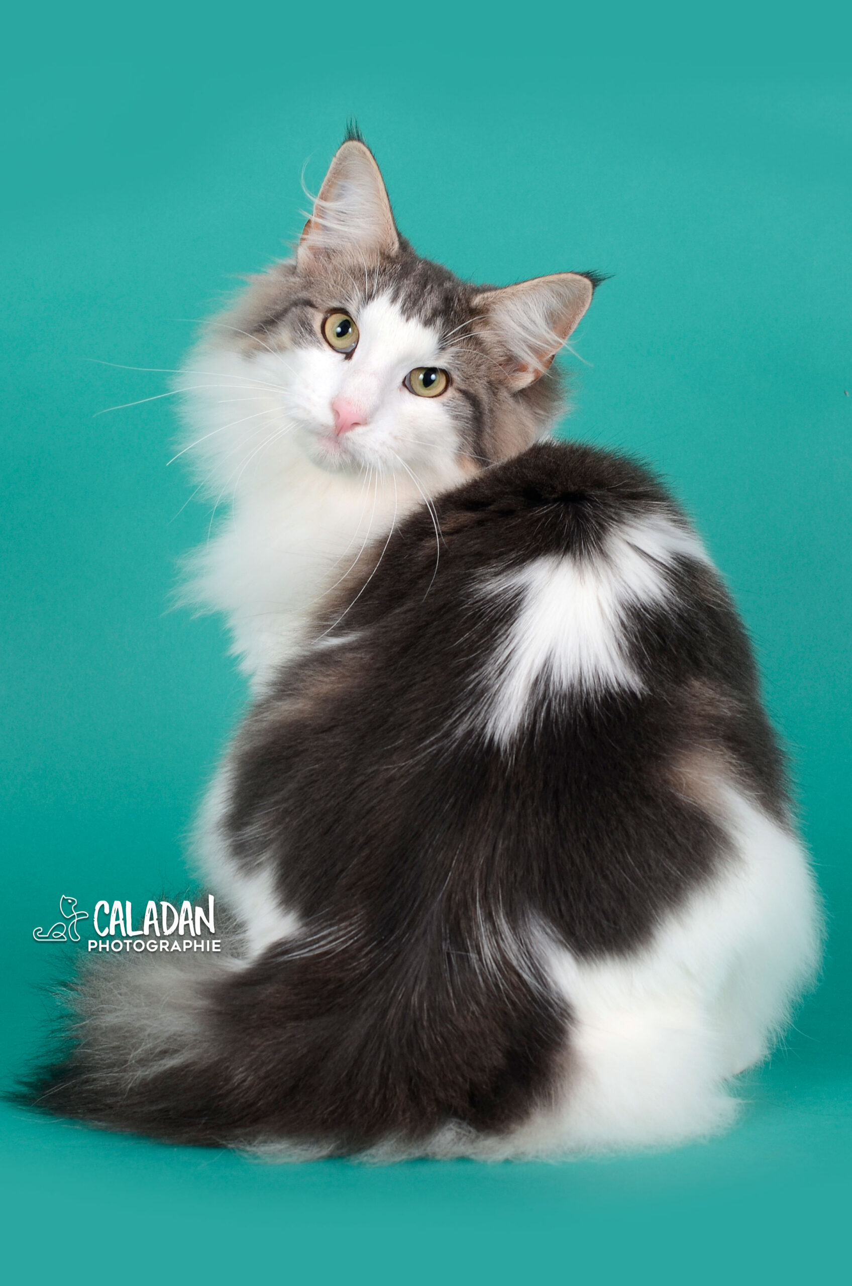 Sowilo Hekla CaladaN, mâle bleu tabby et blanc de l'élevage CalaDaN