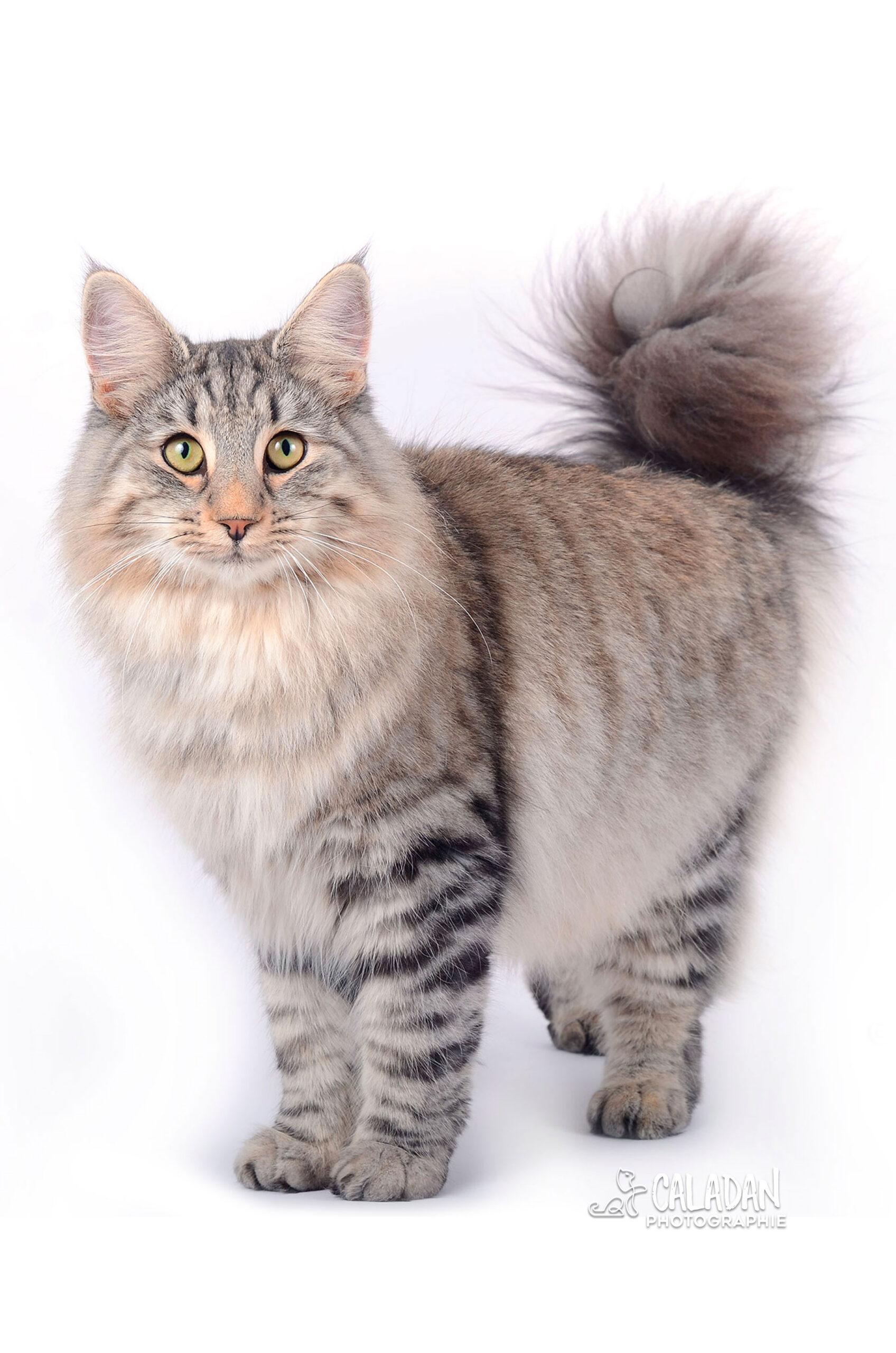 chat norvégien caladan