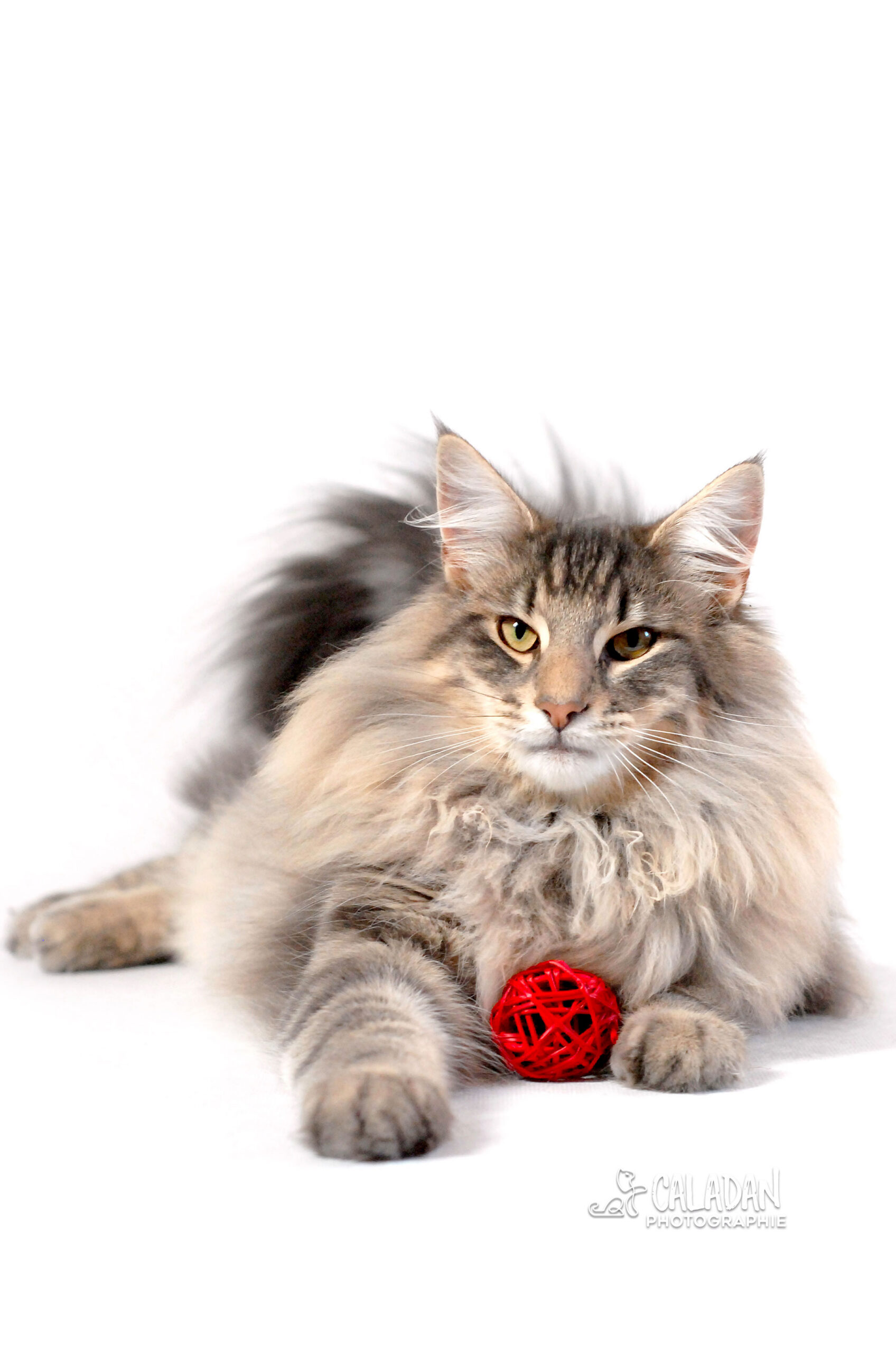 Ils ont participé Chat norvégien qui a compté pour les caladan