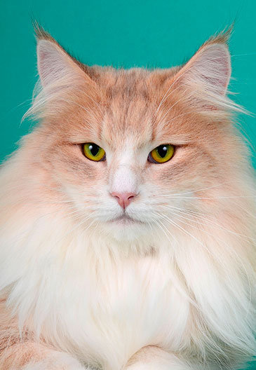 Chatte norvégienne bleu ambre tabby de la chatterie CalaDaN