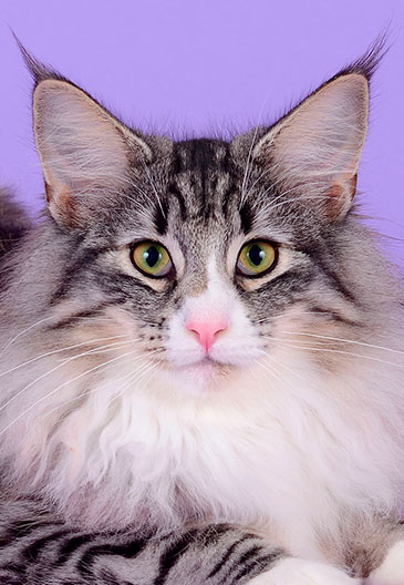 chatte des forets norvégiennes élevage caladan