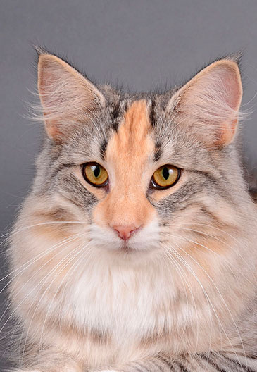 Ils ont participé chat norvegien adulte caladan panier retraite