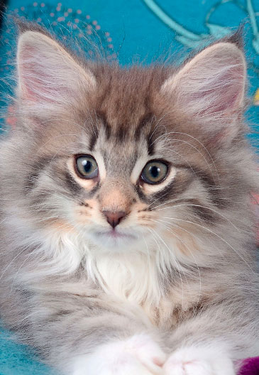 chat norvegien caladan