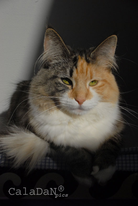 Ils ont participé Chat norvégien qui a compté pour les caladan