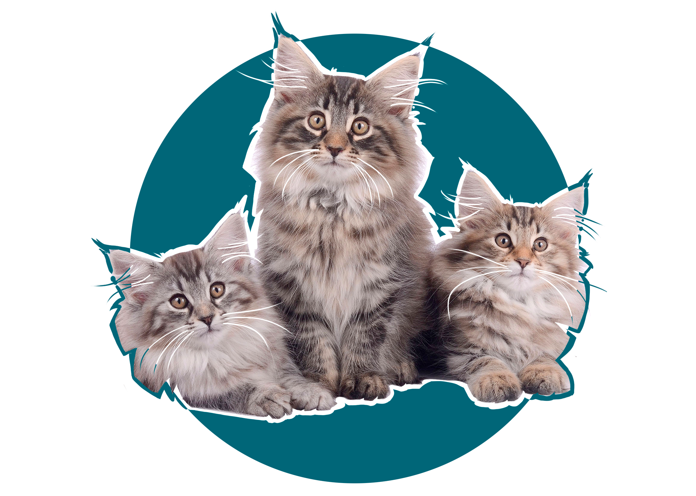 trio de chatons norvégien chatterie caladan