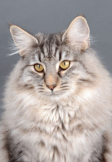 Merveilleux chat norvégien, élite B, reproducteur à la chatterie CalaDaN