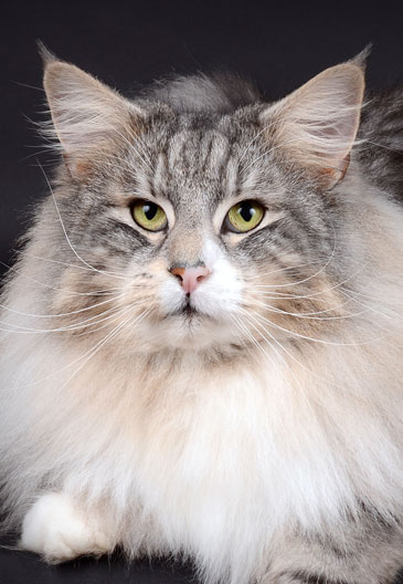 Mâle norvégien black silver blotched tbby et blanc, élite A à la chatterie CalaDaN