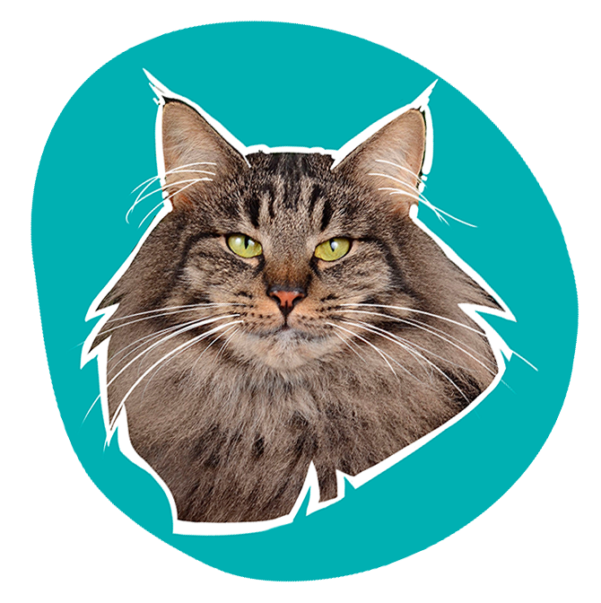 chat norvégien brown tabby de la chatterie CalaDaN