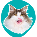 chat norvégien élevage CalaDaN