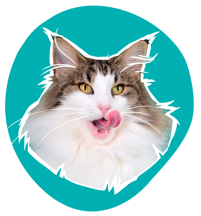 chat norvégien élevage CalaDaN