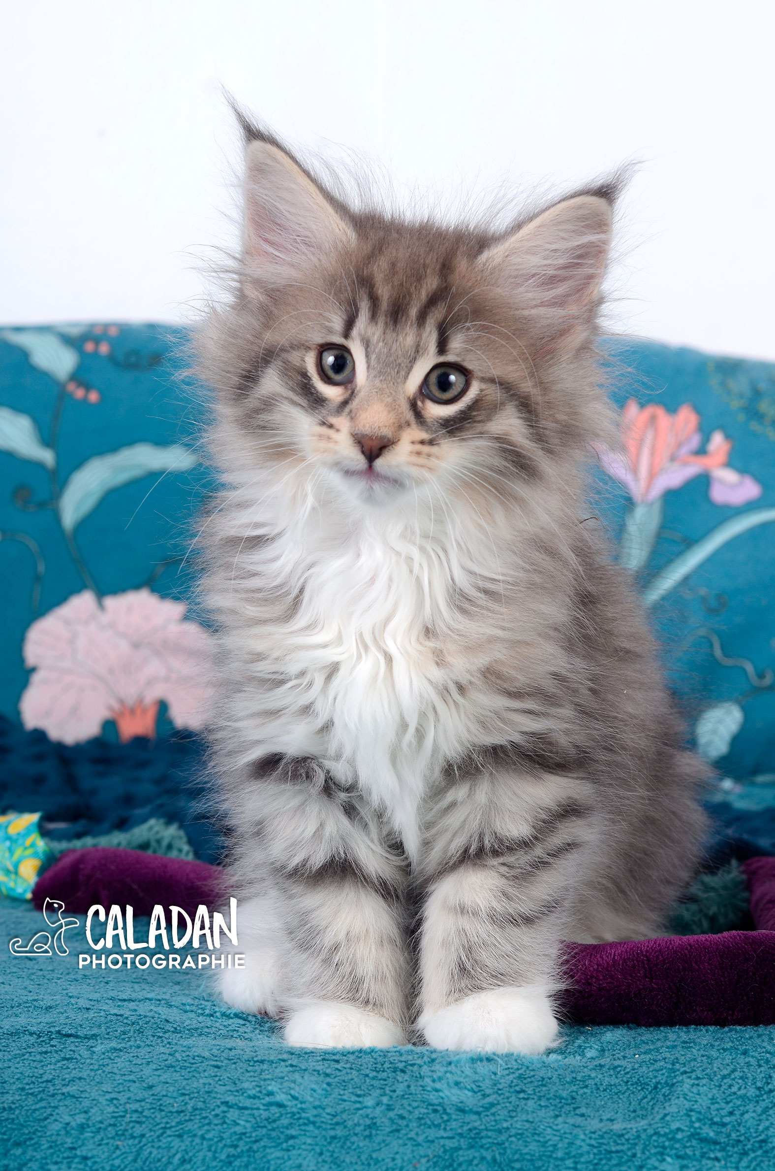 chat des forets norvégiennes caladan