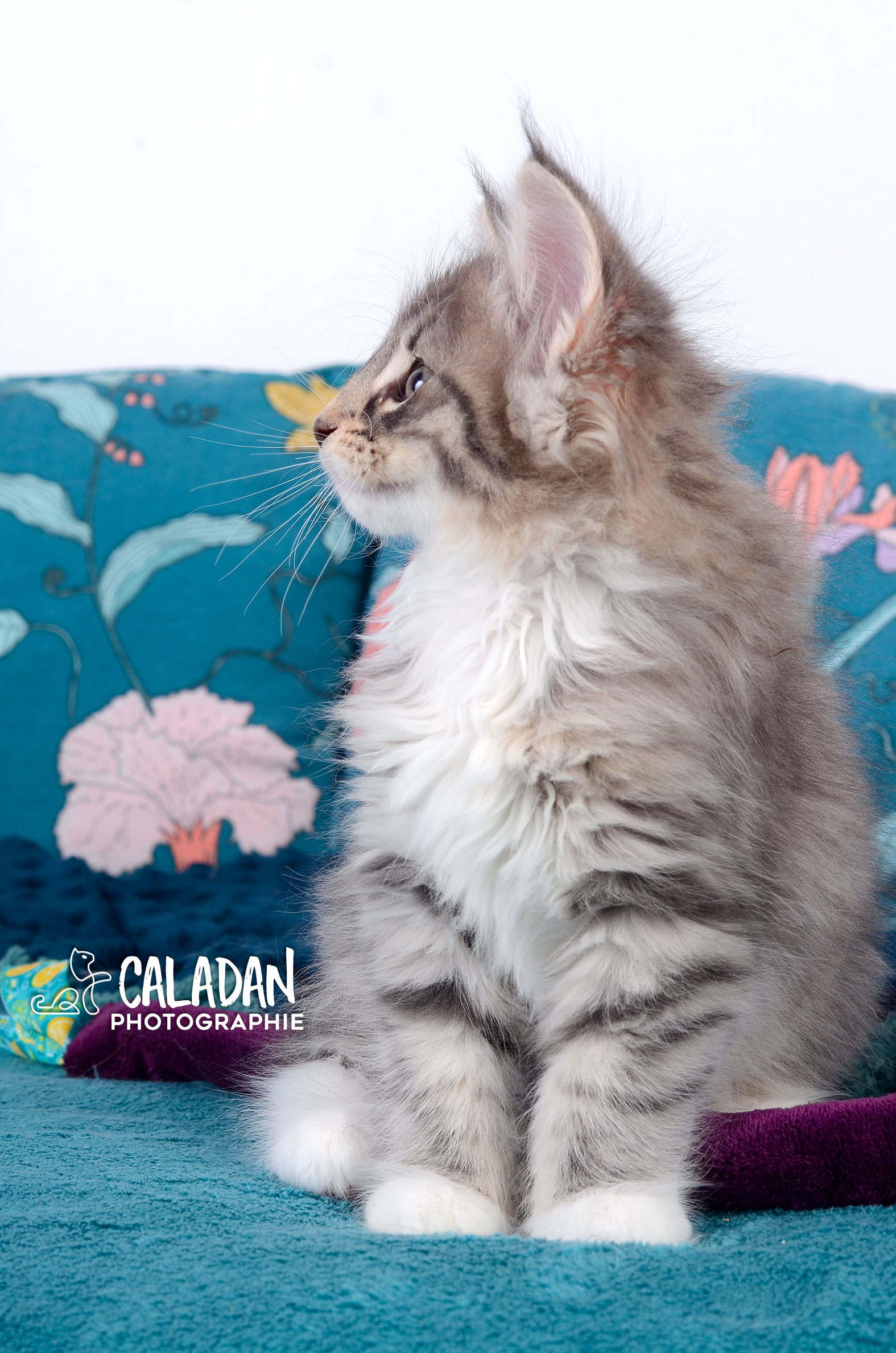 chat des forets norvégiennes caladan