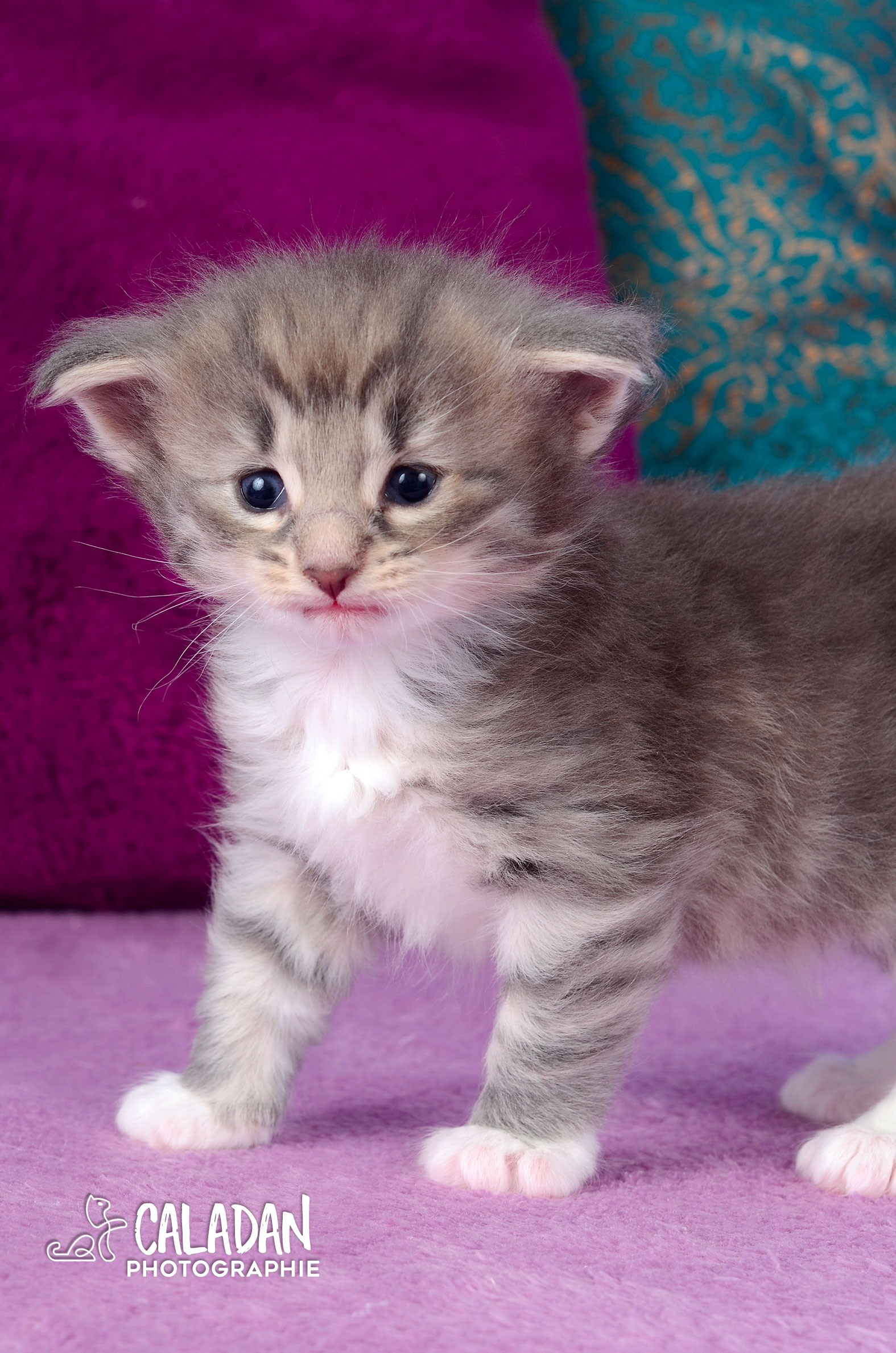 chaton norvegien caladan