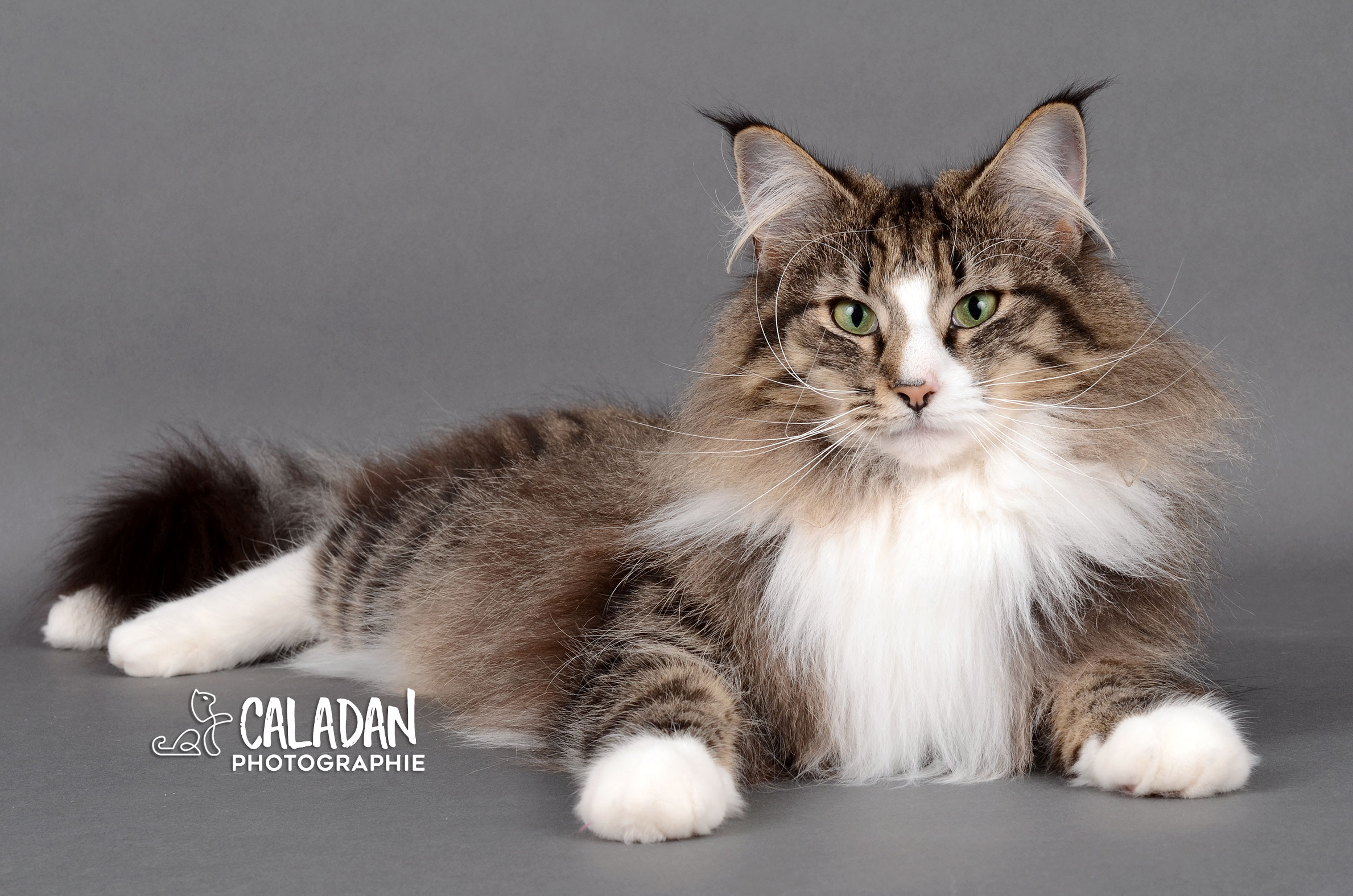 Le chat Norvégien chat brown et blanc norvégien