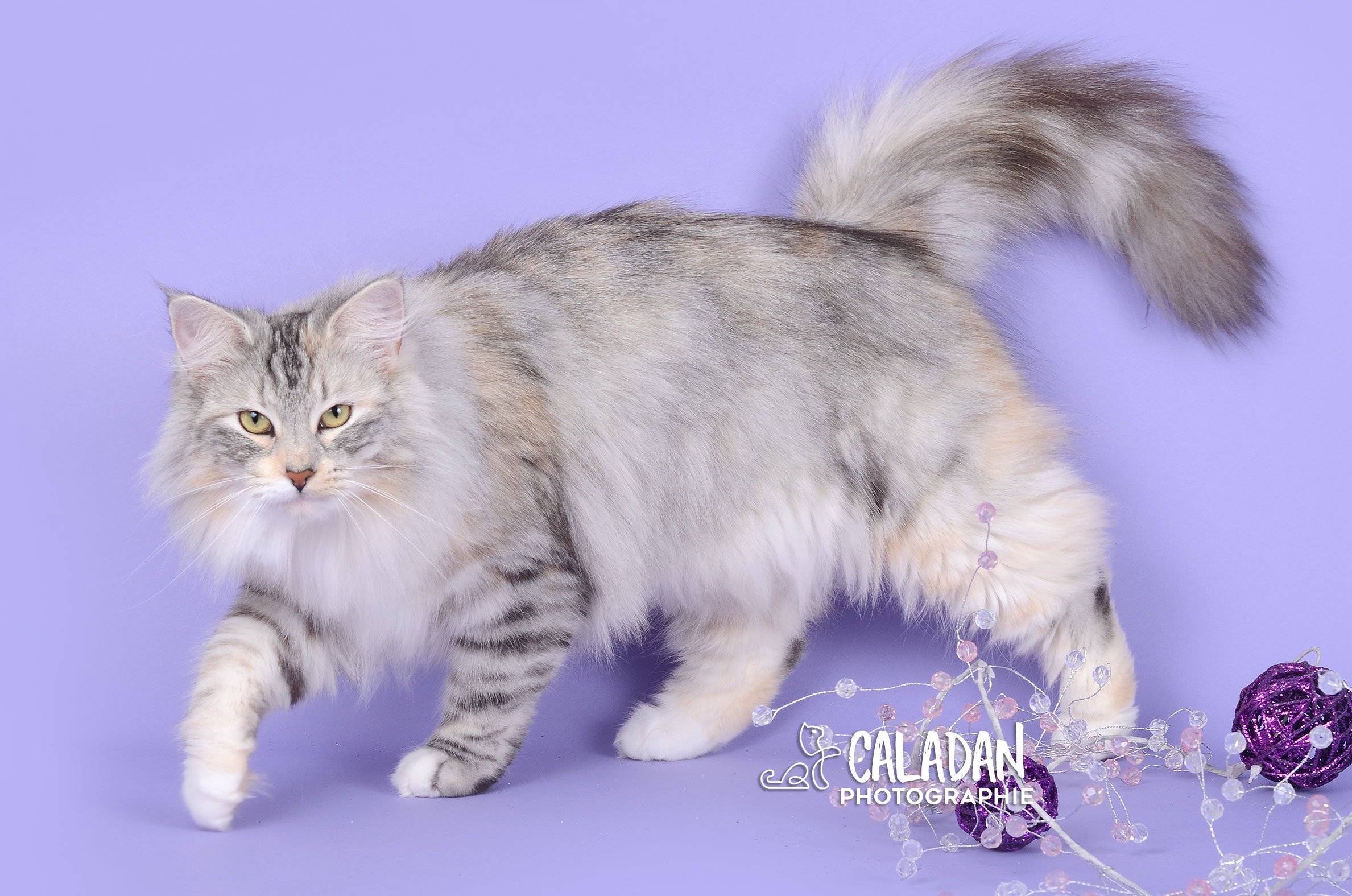 Le chat Norvégien 2019 cherry pop 42