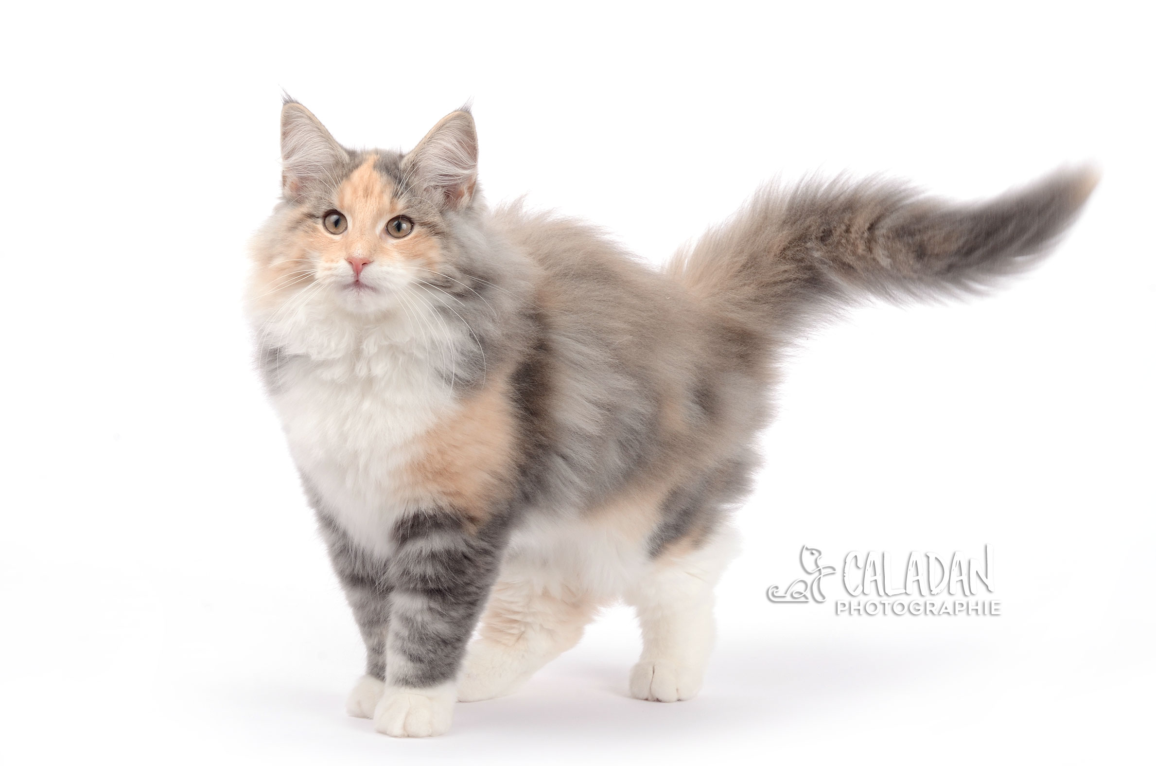 Le chat Norvégien chatte norvégienne