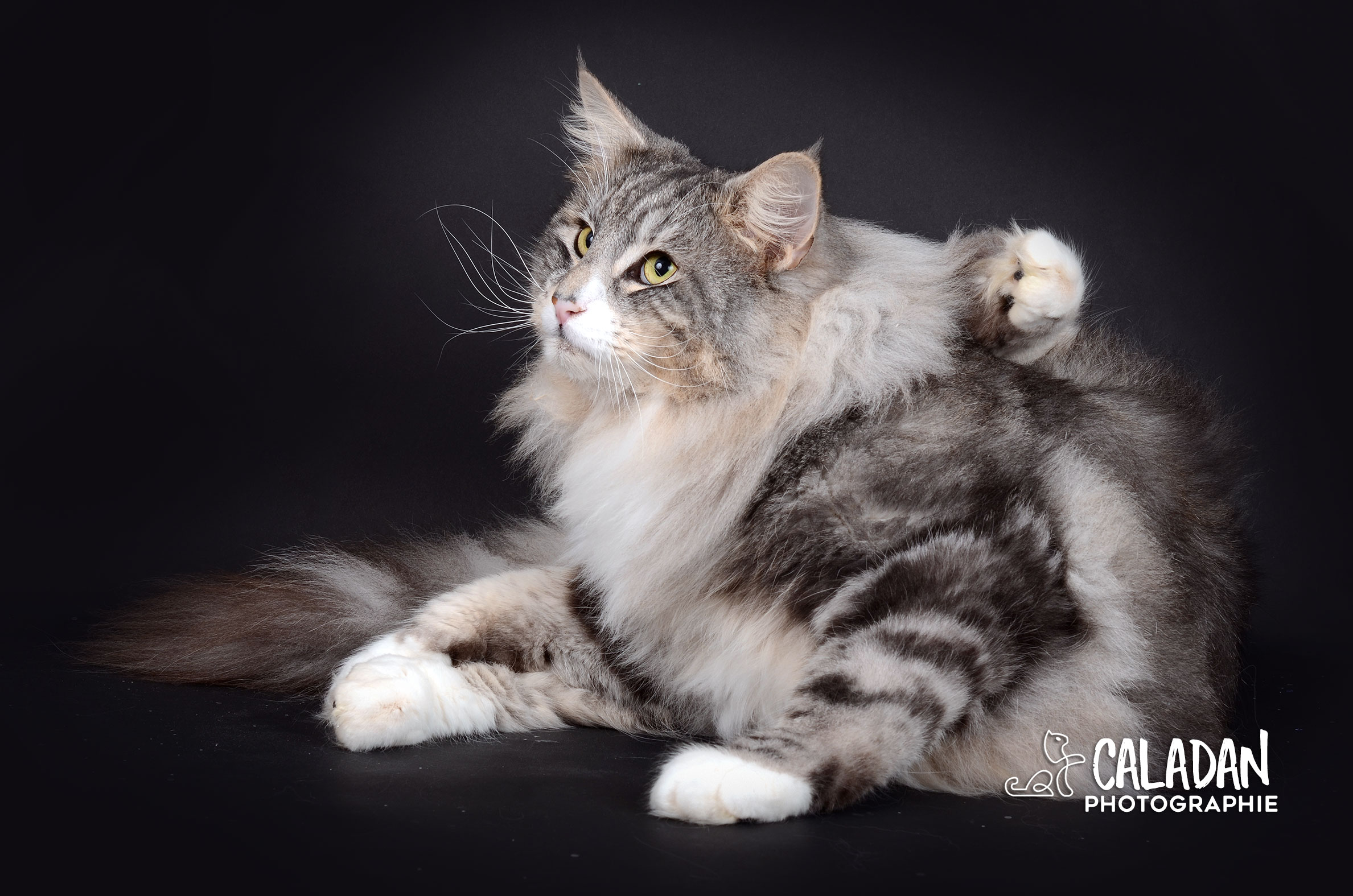 Le chat Norvégien Mâle norvégien caladan