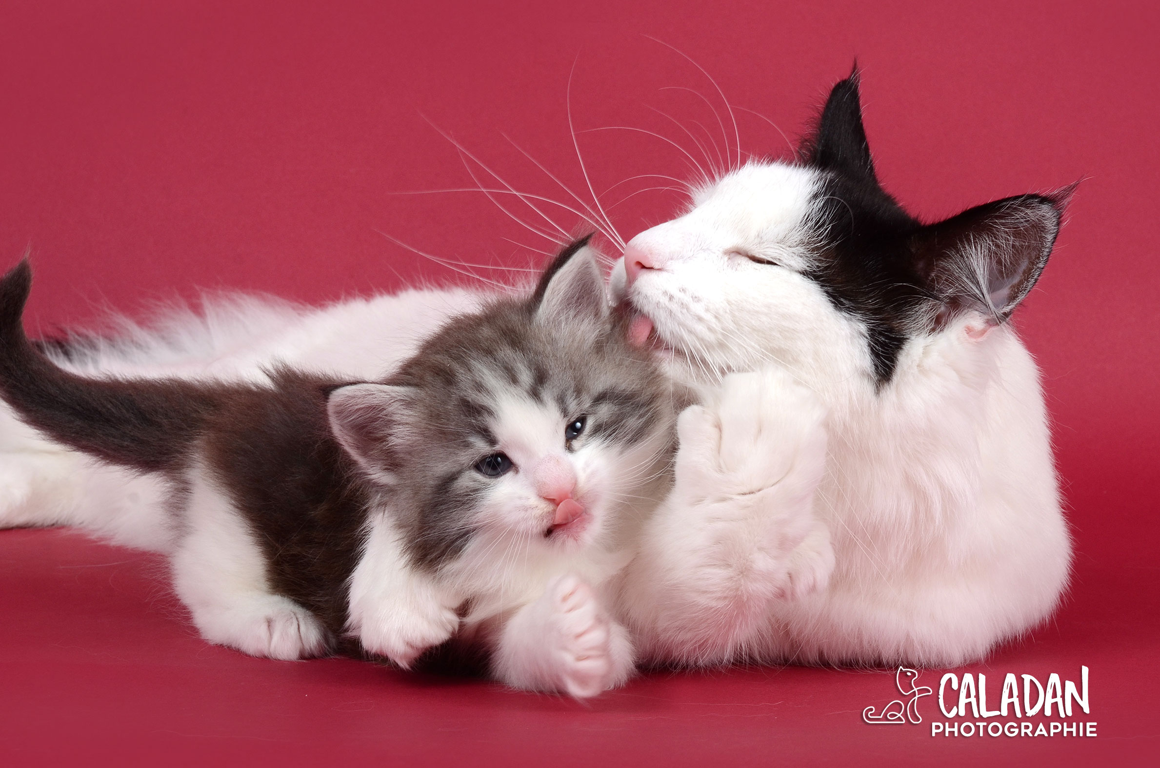 Le chat Norvégien parentalité chatte et son chaton des forets norvégienne caladan