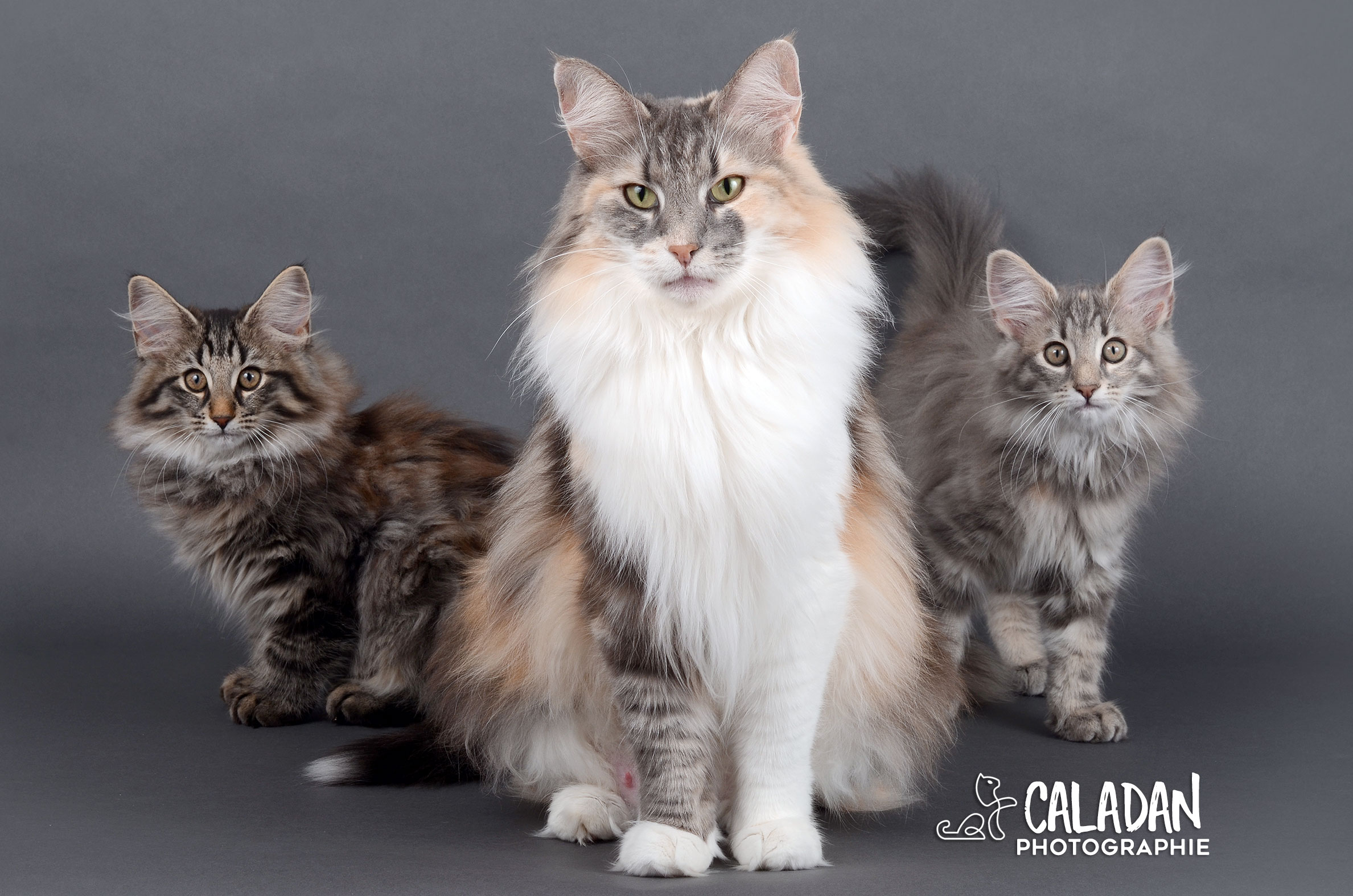 Le chat Norvégien Mère et filles chat norvégien caladan