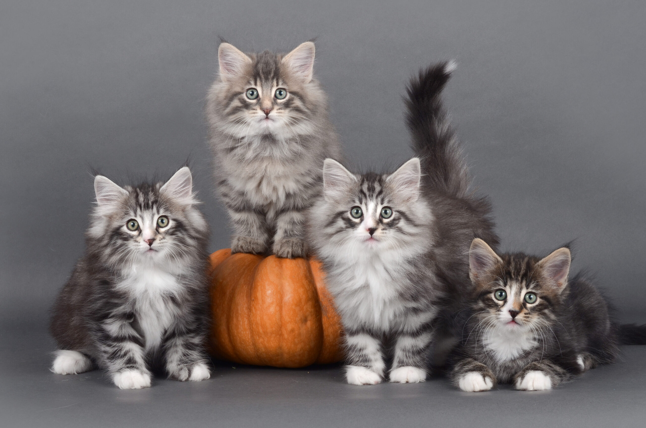 Le chat Norvégien Portée de chats des forets norvégiennes caladan