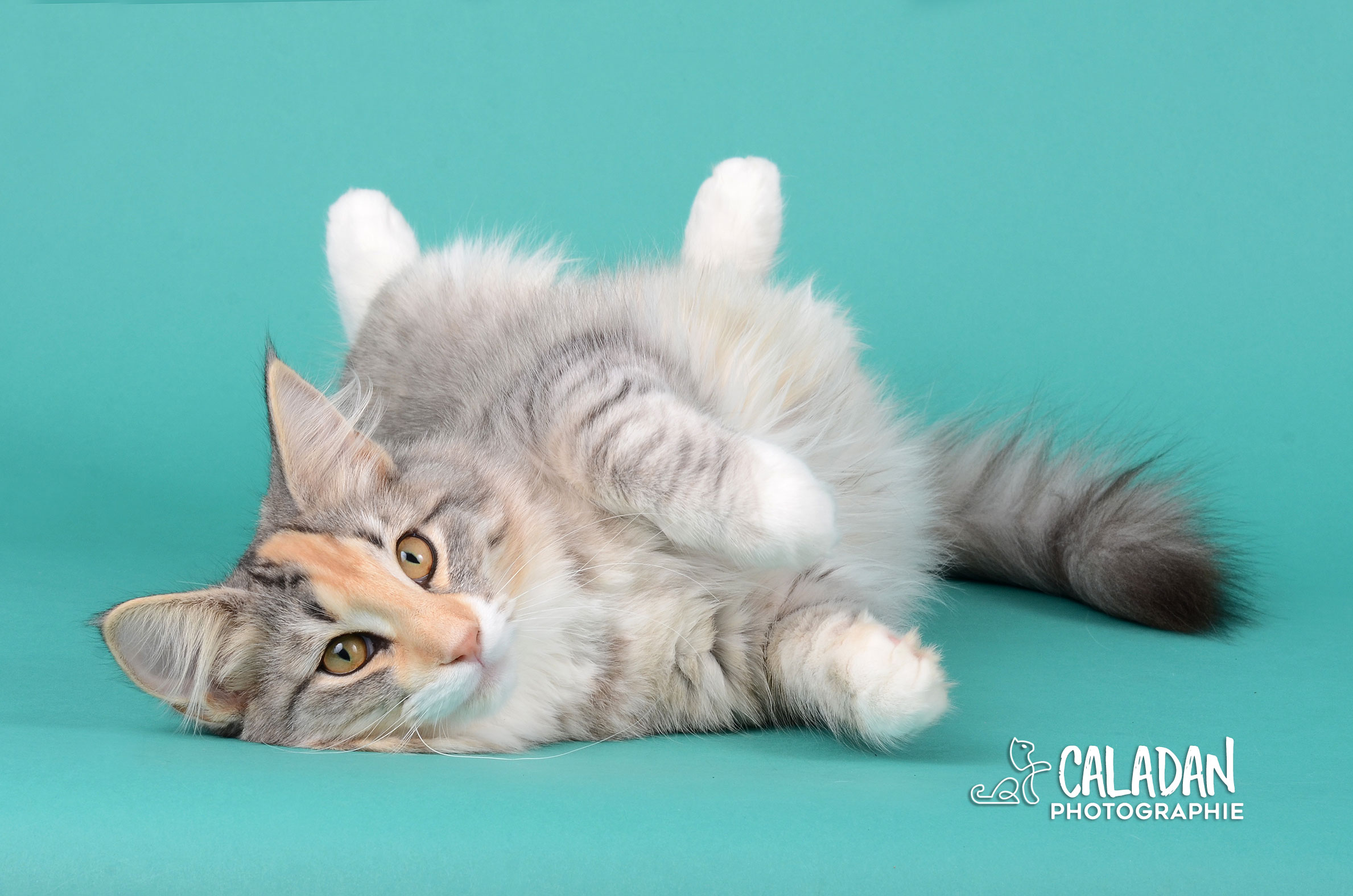 Le chat Norvégien décontraction chat des forets norvégiennes caladan