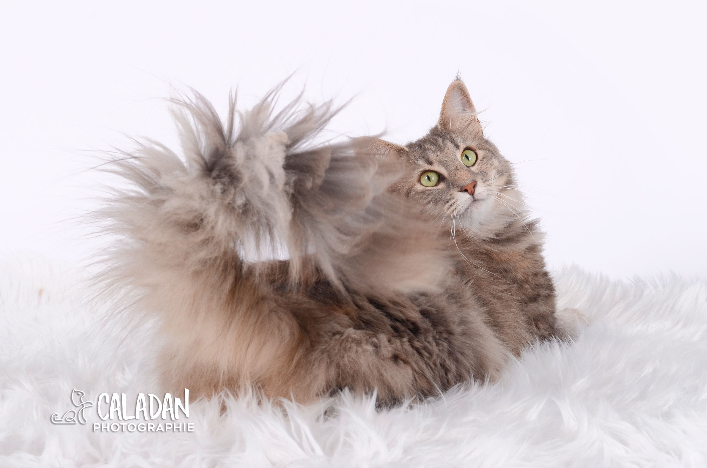 Le chat Norvégien chat des forets norvégiennes pose coquine