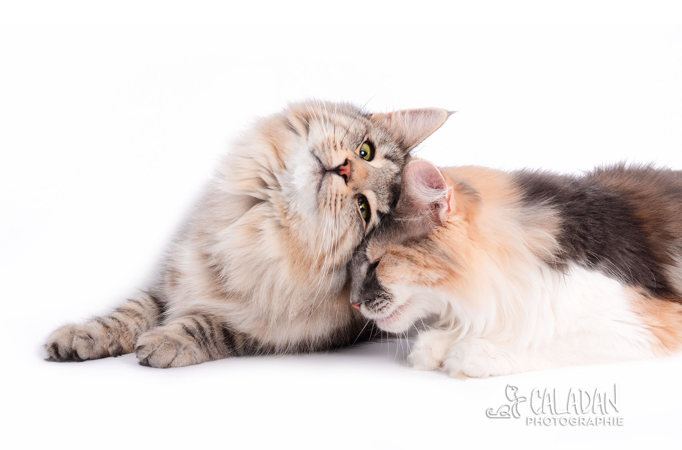 Le chat Norvégien calins chat norvégien