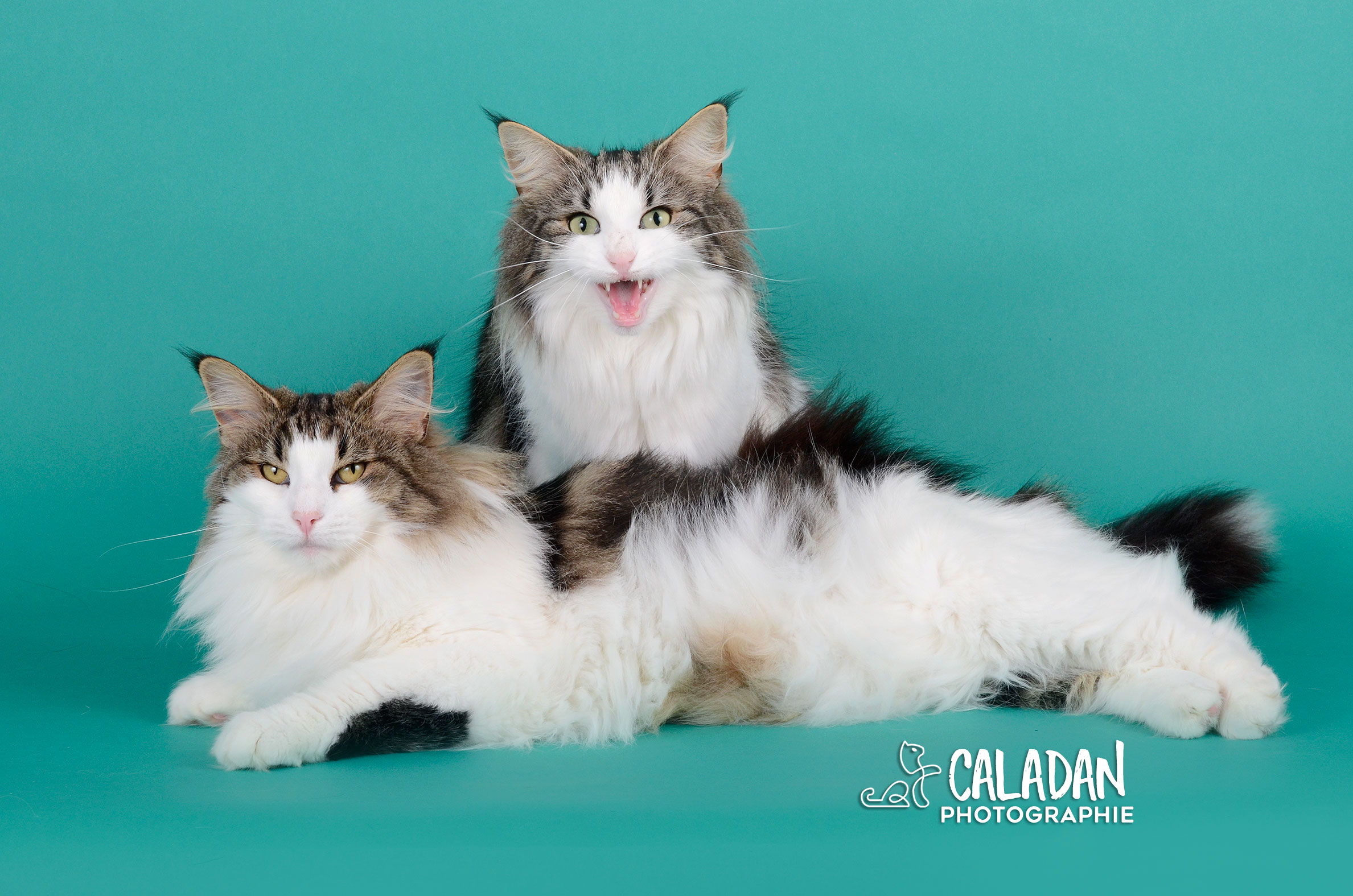 Le chat Norvégien duo de chat norvégien caladan