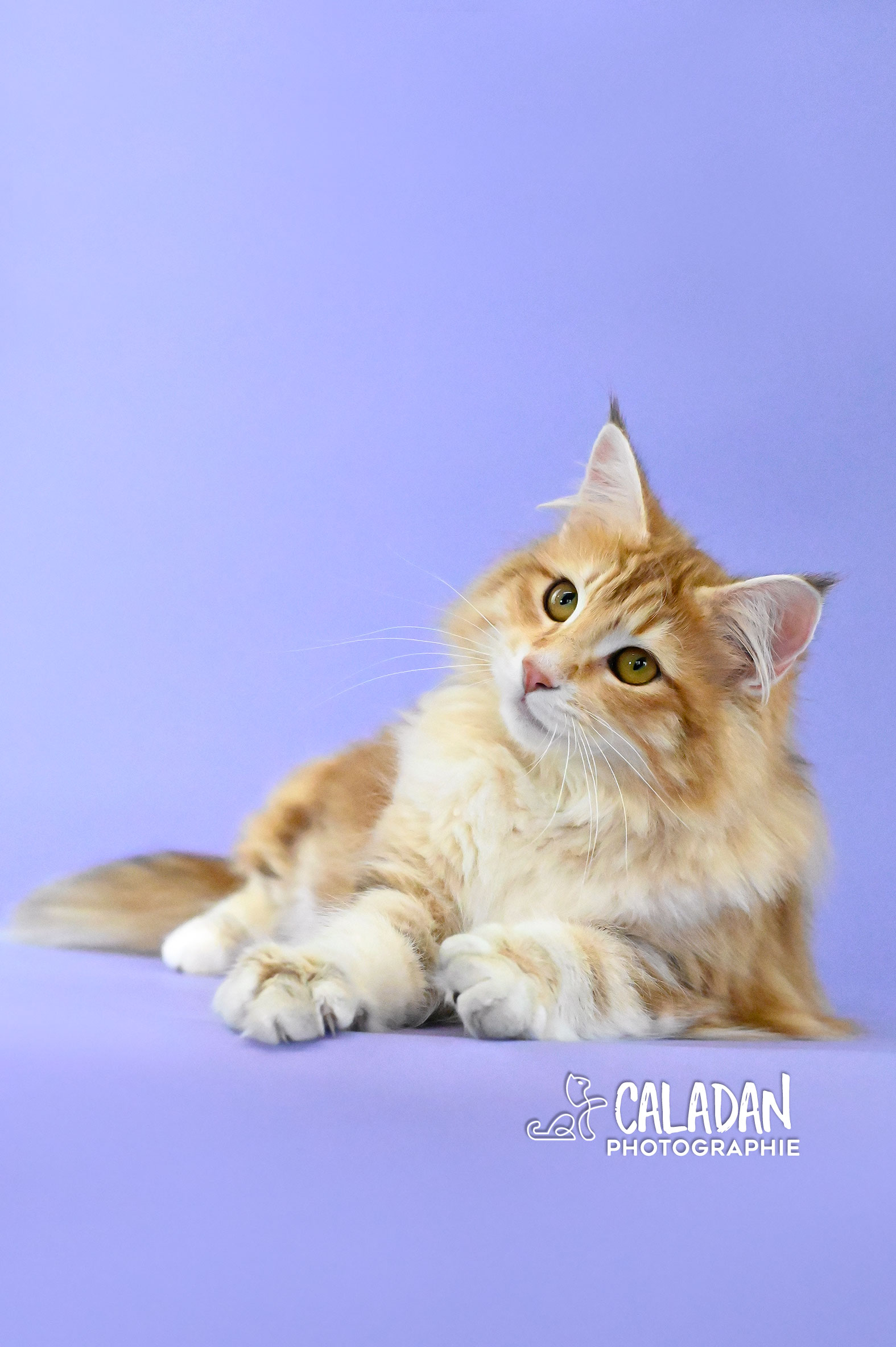 chat des forets norvégiennes caladan norvégien ambre